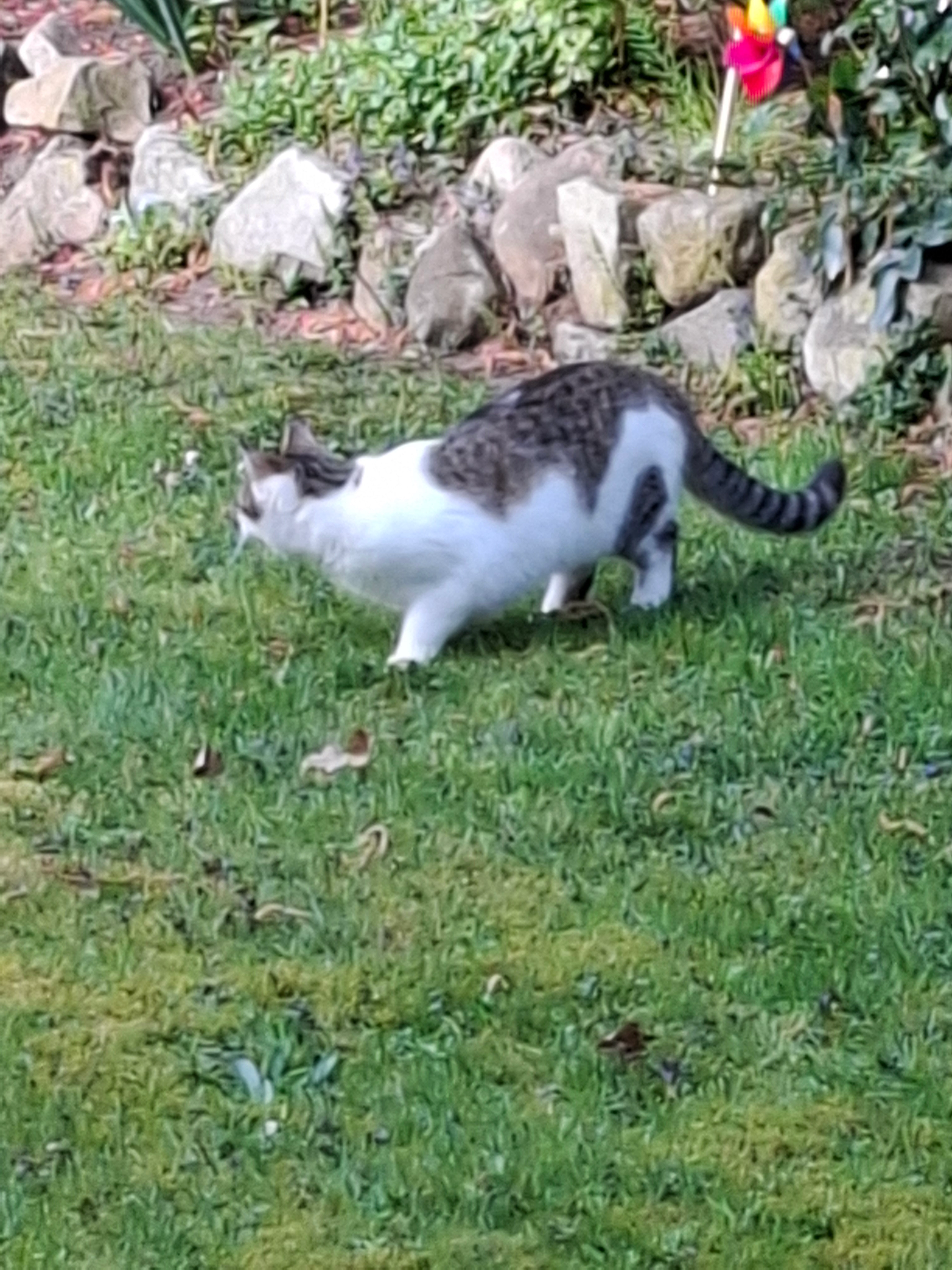 Jule - Quellner Weg, Tostedt