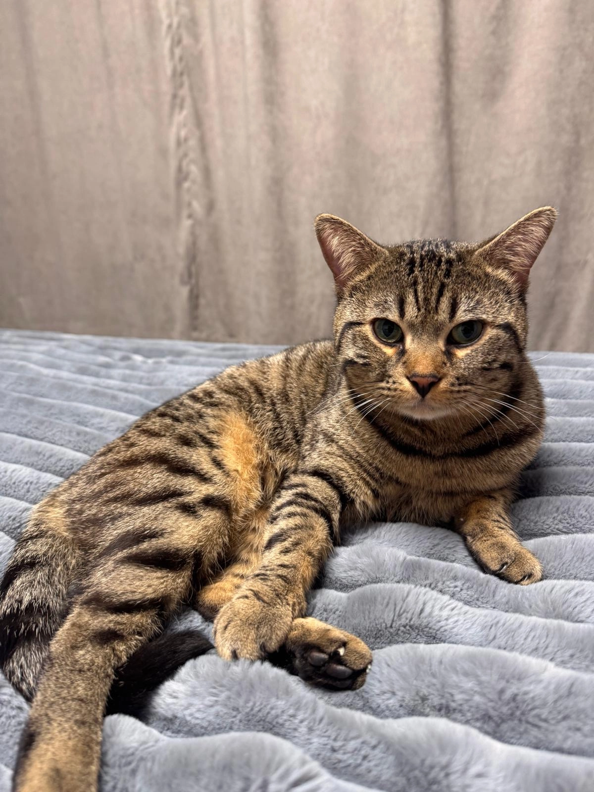 Mischa  - Leutershausener Straße, Heddesheim