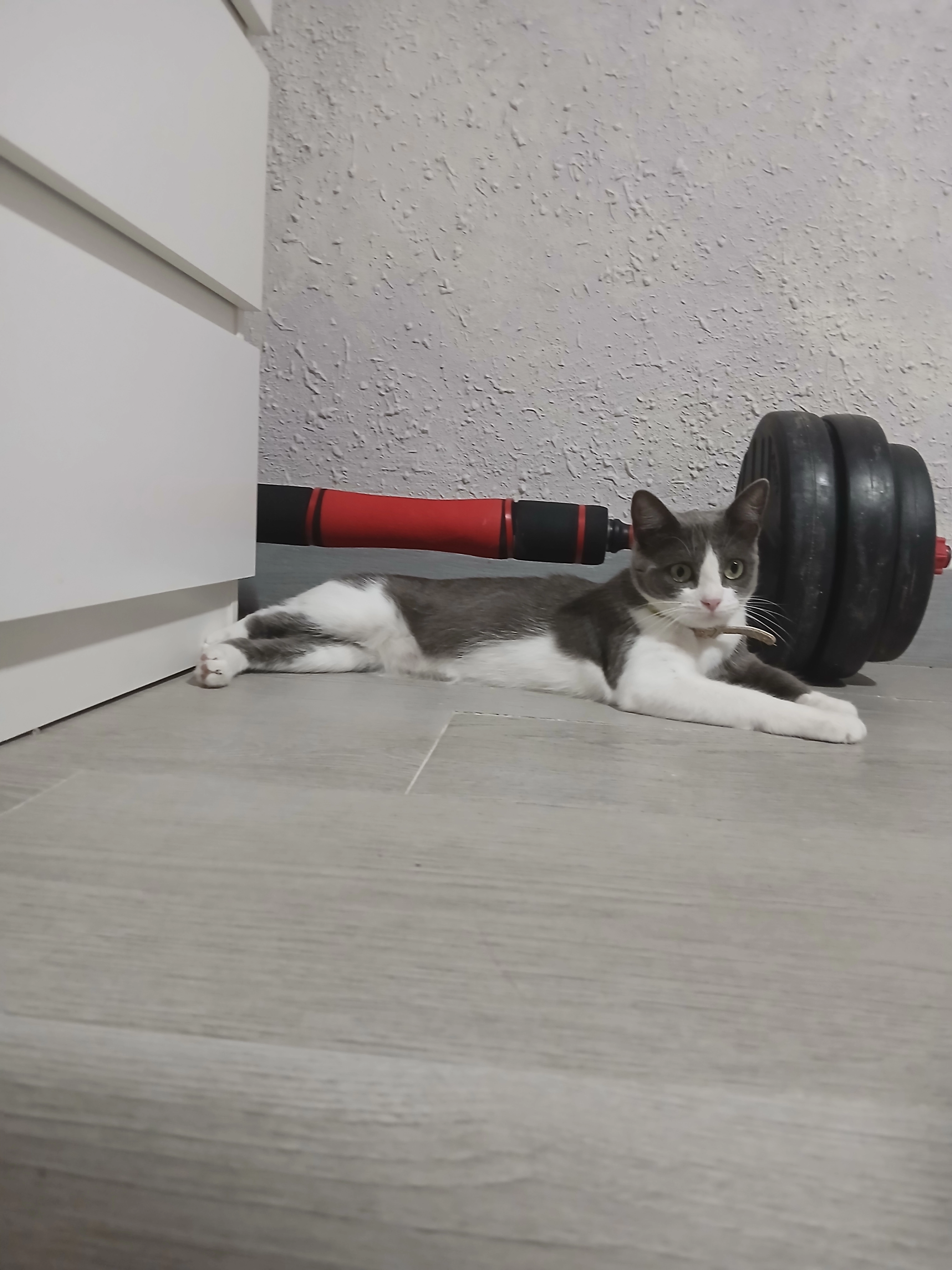 Zulema - Calle Caoba 13, Mutxamel