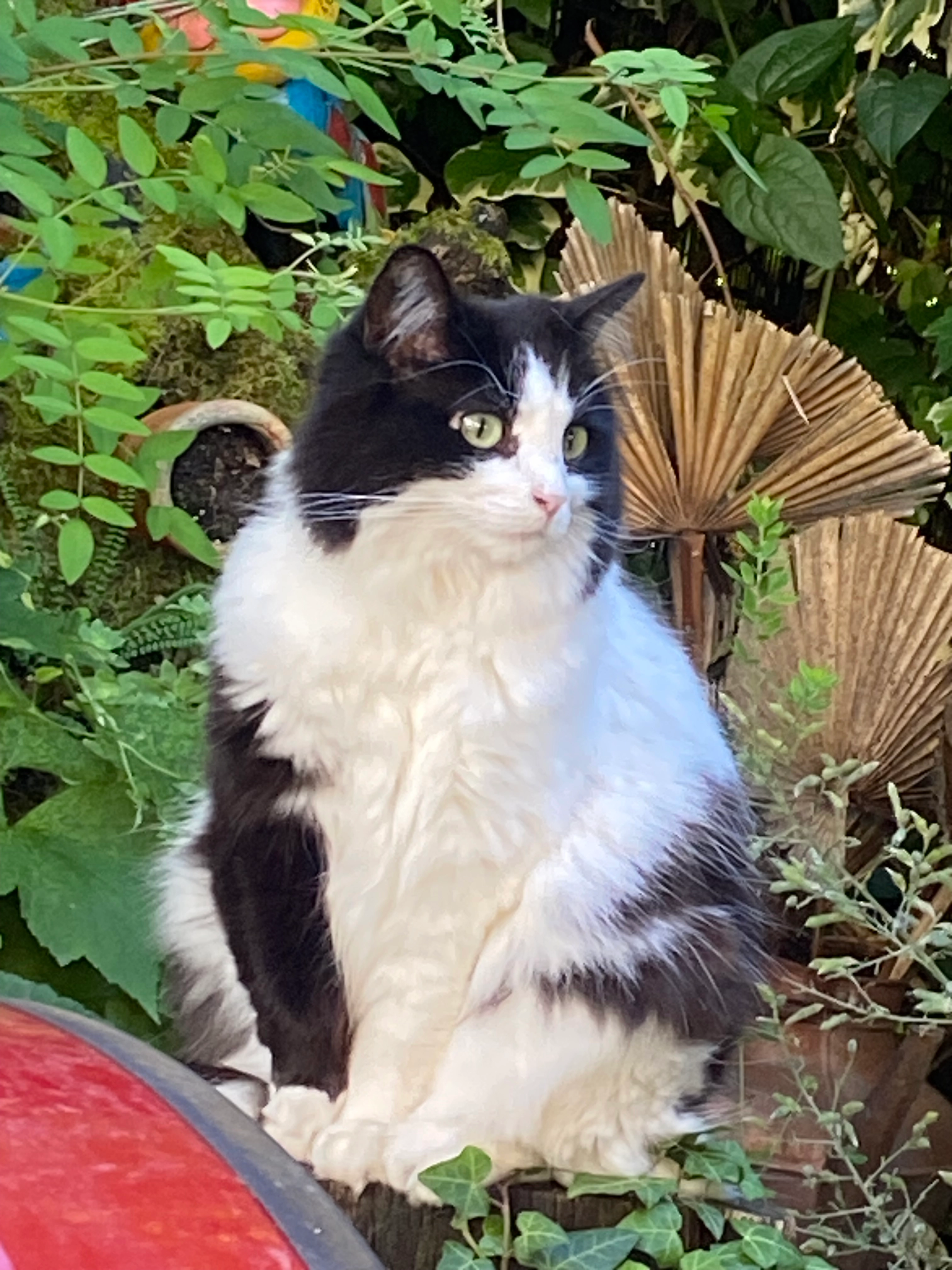 Tululute  - 240 Rue du Chablais, Publier