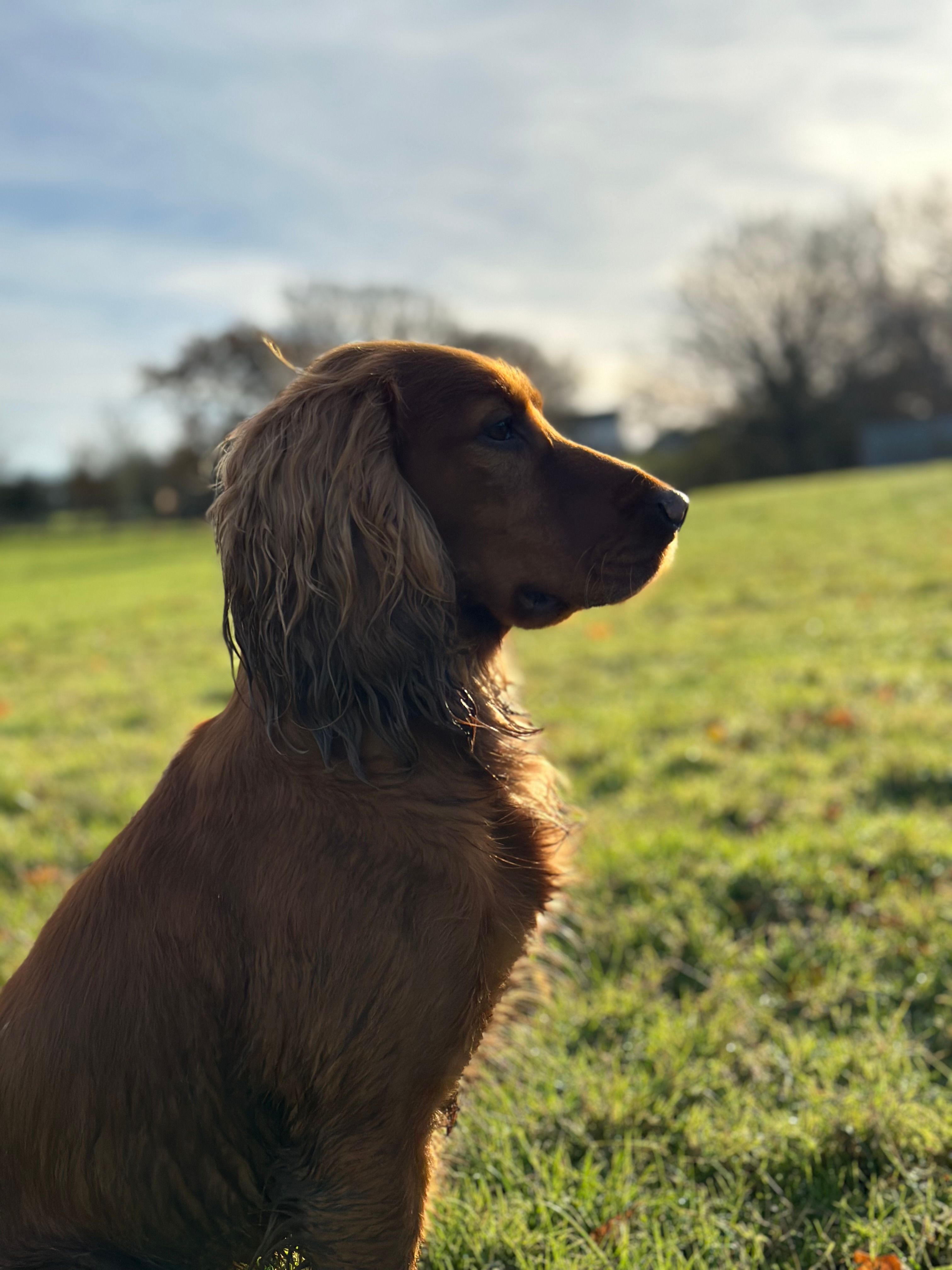 Rusty  - Church Street, Hartfield