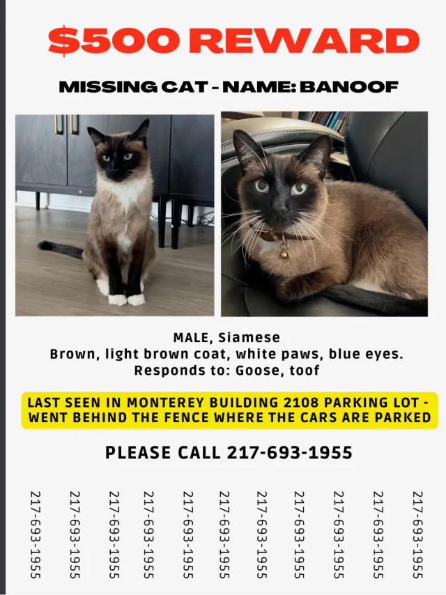 Banoof - Collett Avenue, Corona