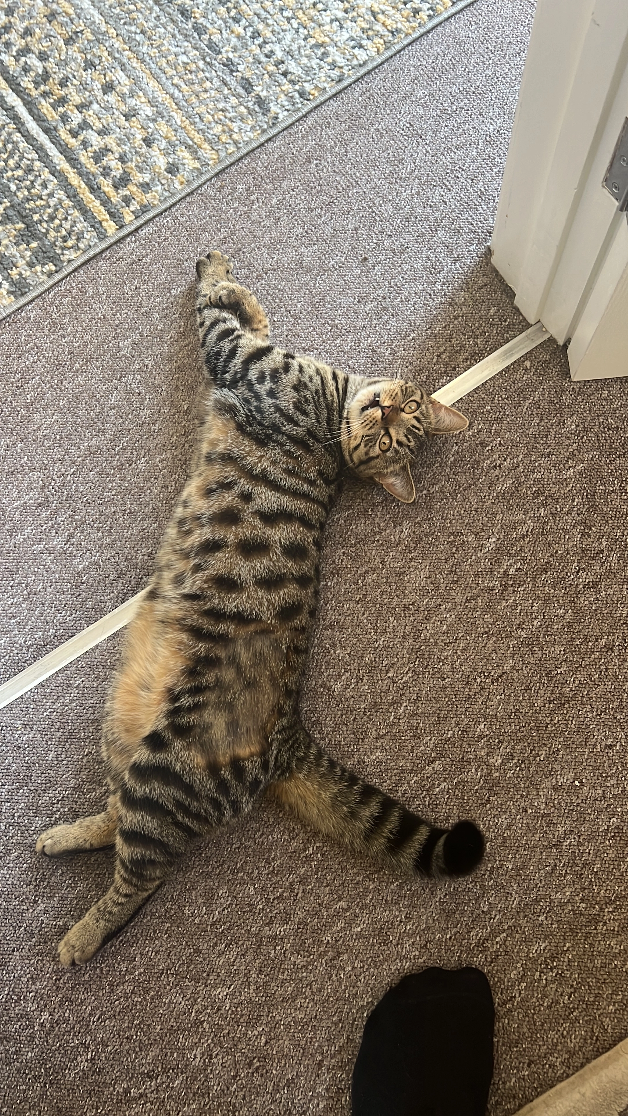 Nala - Grove Road, Rushden