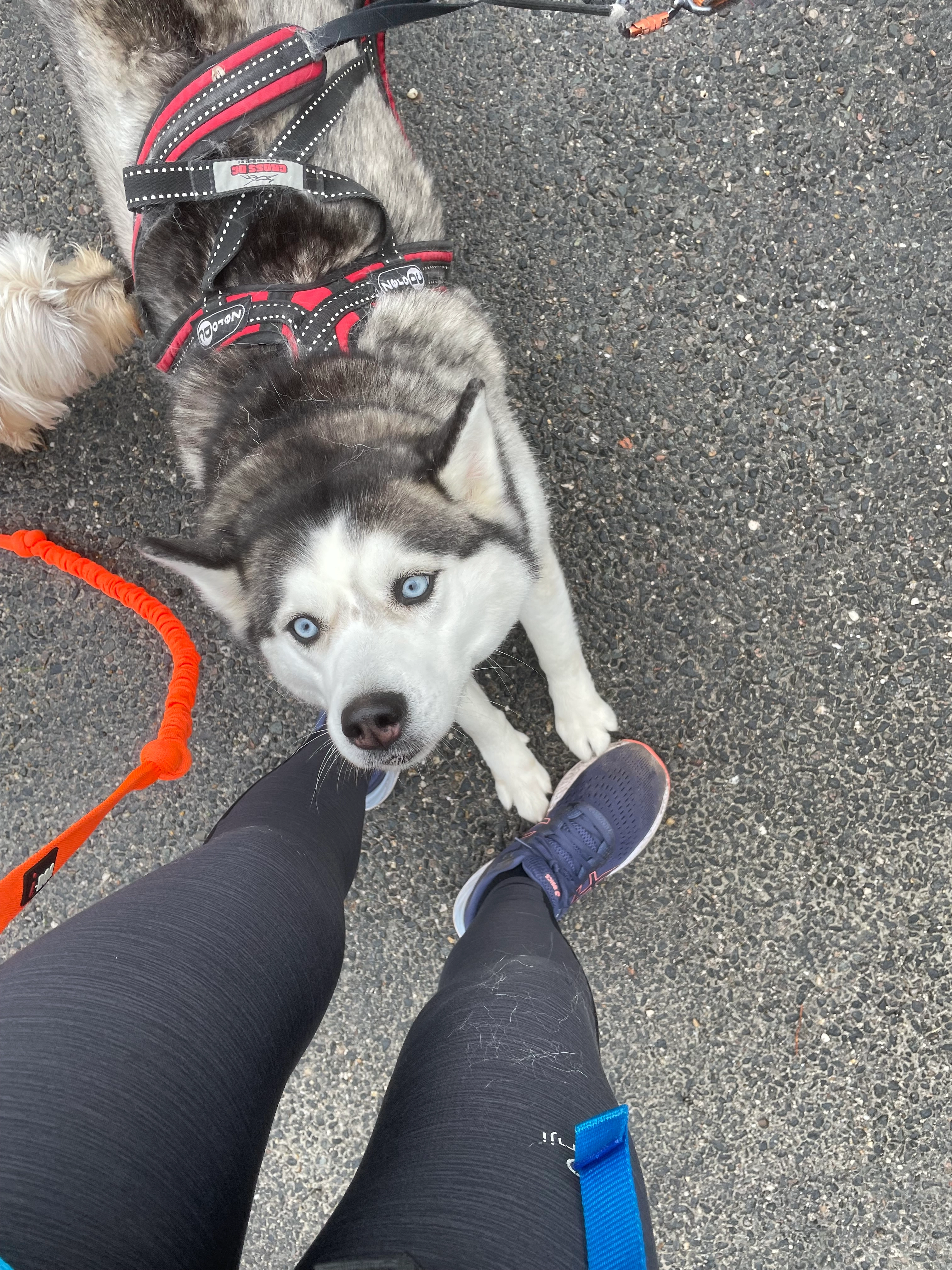 Freyja - Rue Laudinat, Bègles