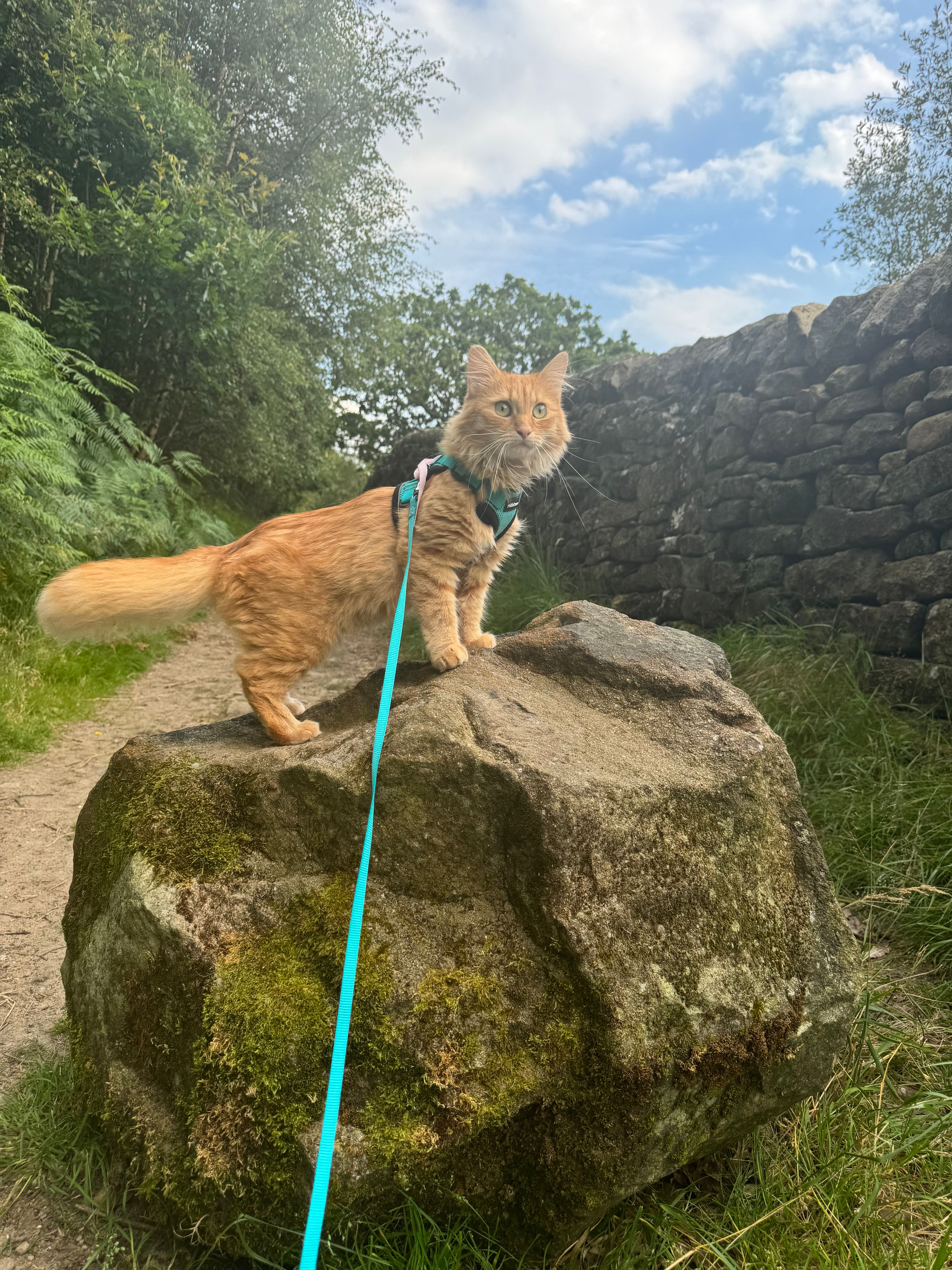 Pumpkin  - A1092, Sudbury