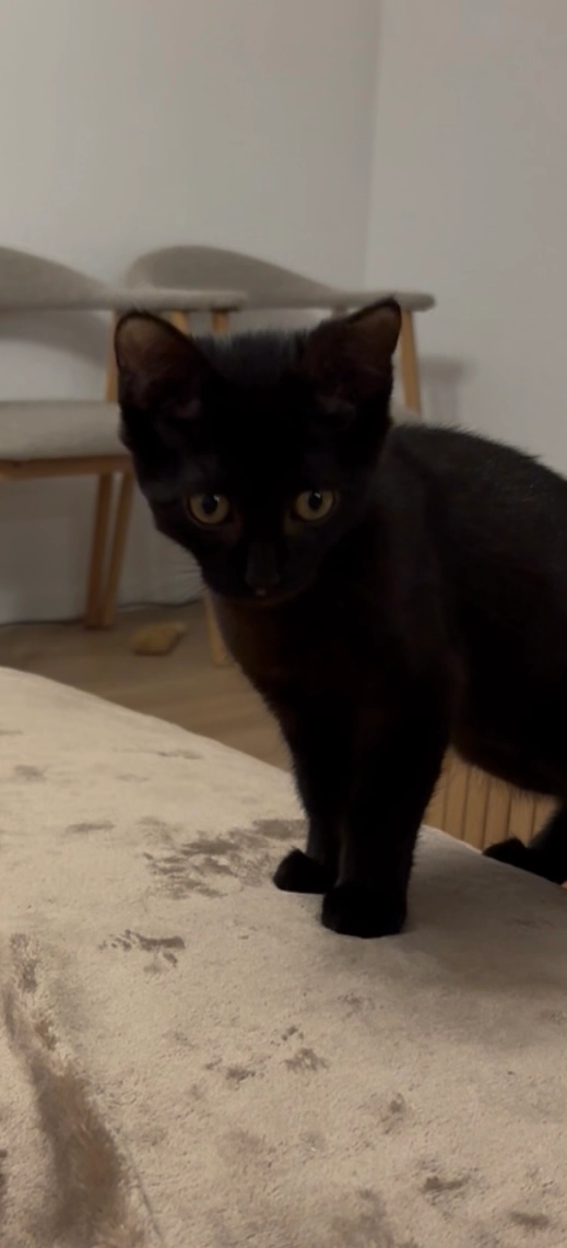 Kira  - Avenue Louis Edouard Junod 8 , Lucens