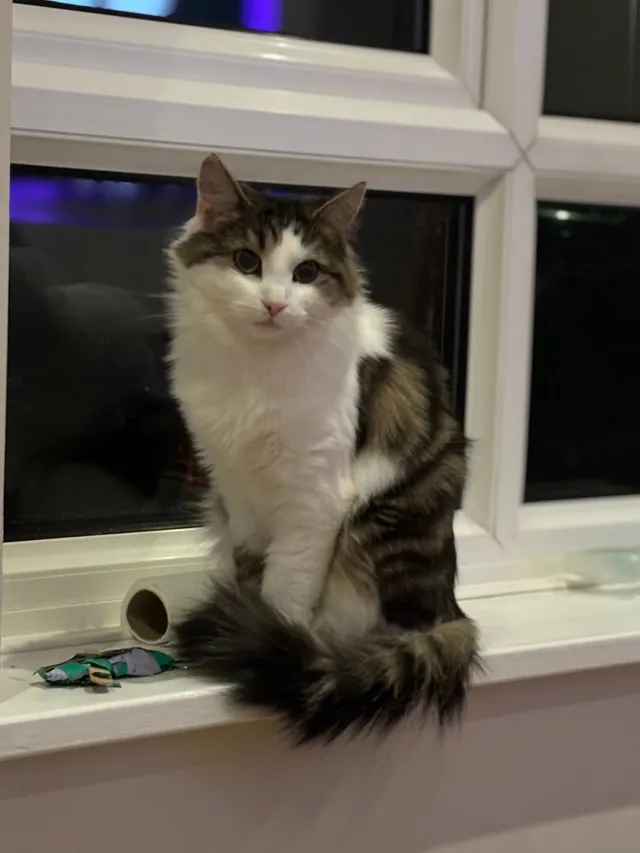 Lily - Comet Way, Reading