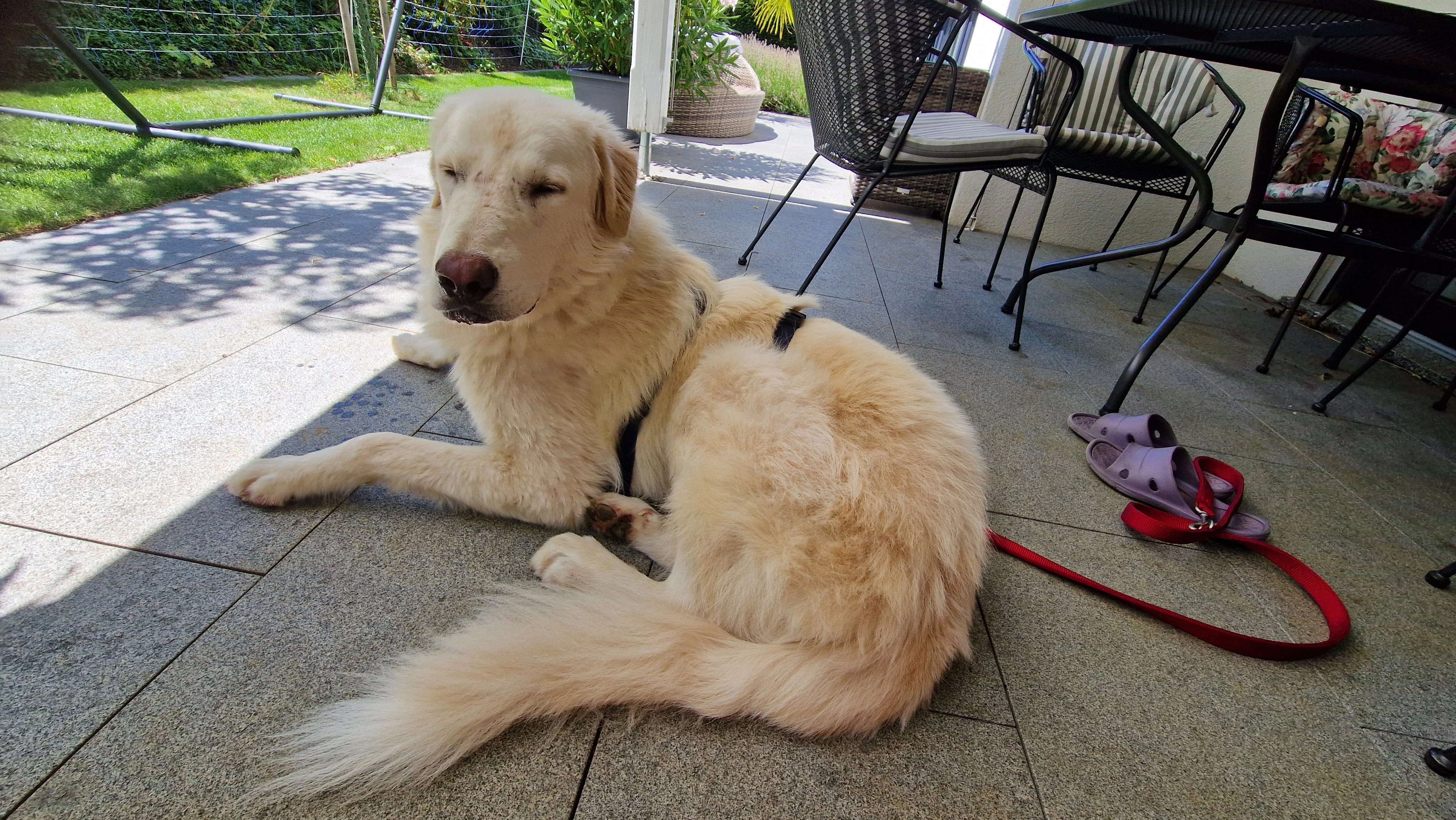 Cooper - Neue Reben, Mandach