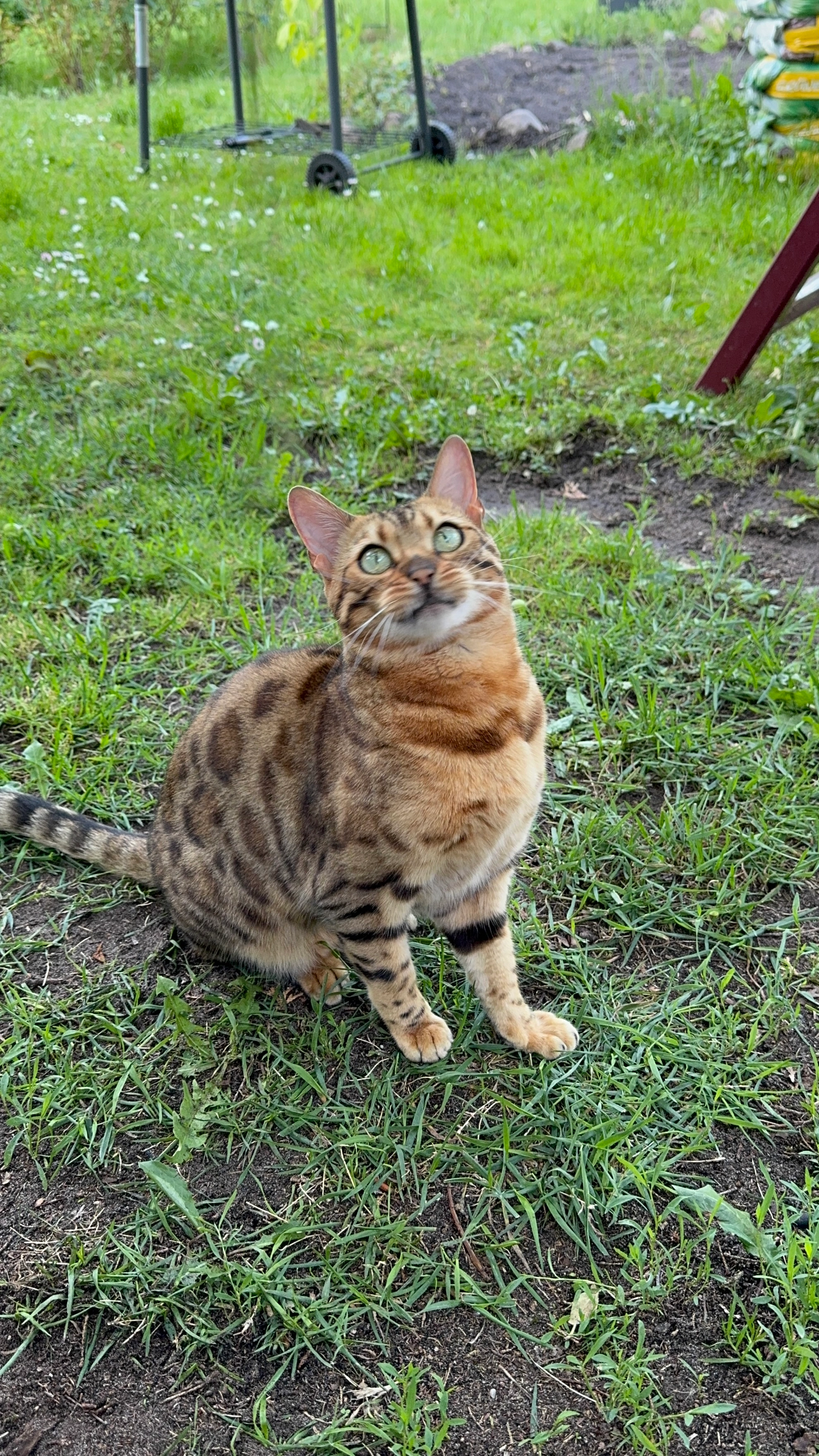 Lotti - Julius-Leber-Straße, Oranienburg