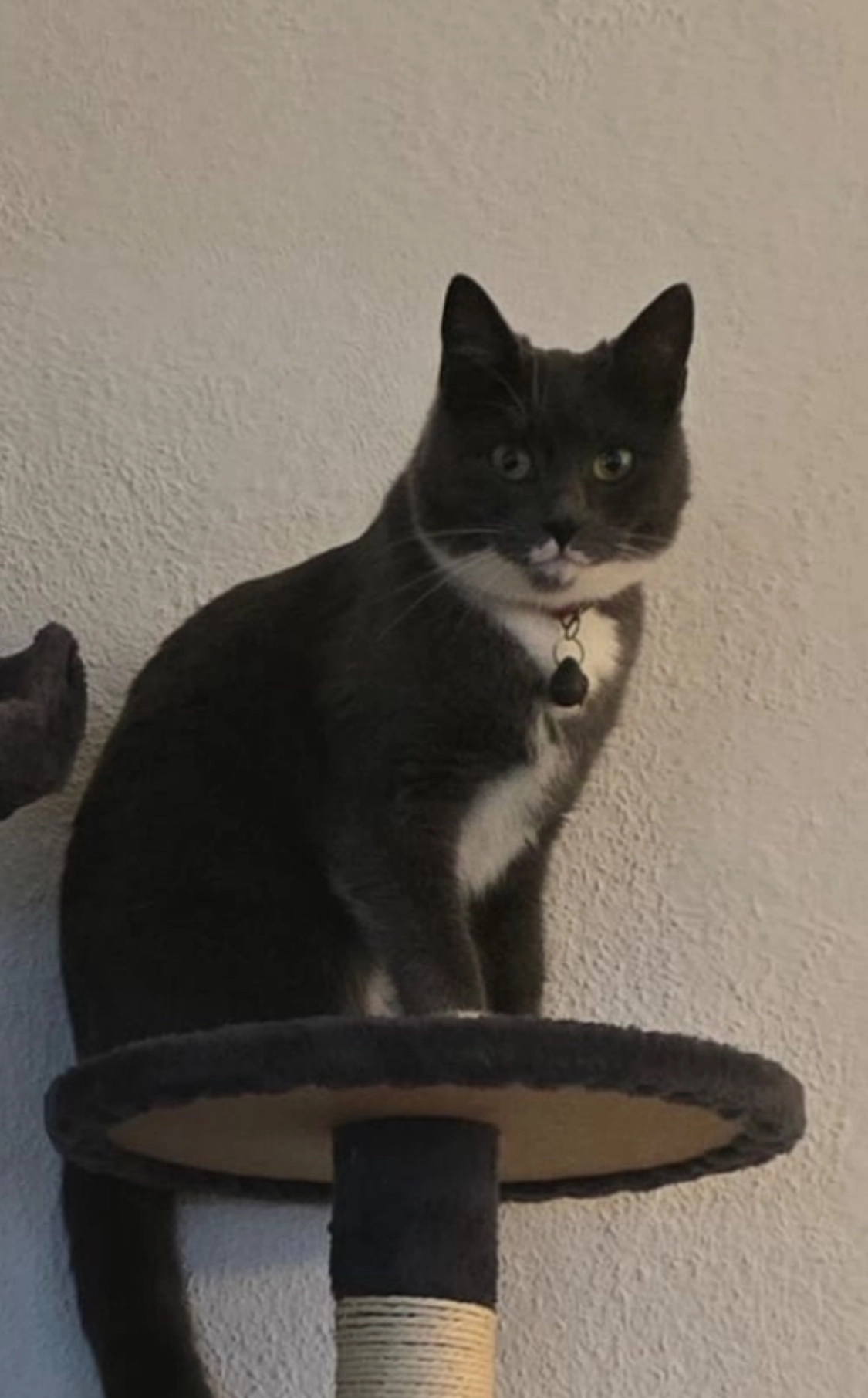 Milou - Schanzstrasse 4, Wil