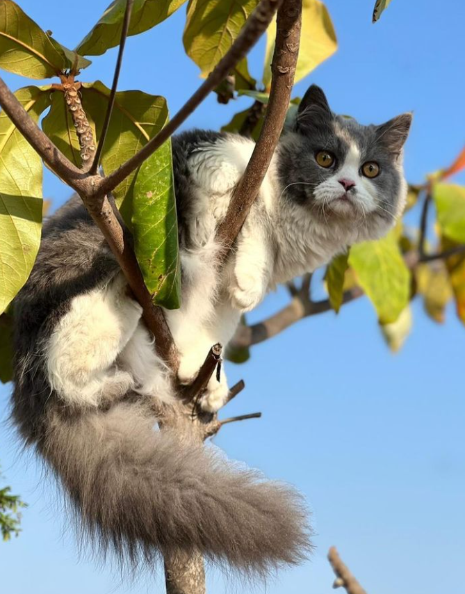 Benjamin - Thudiyalur - Saravanampatty Road, Coimbatore