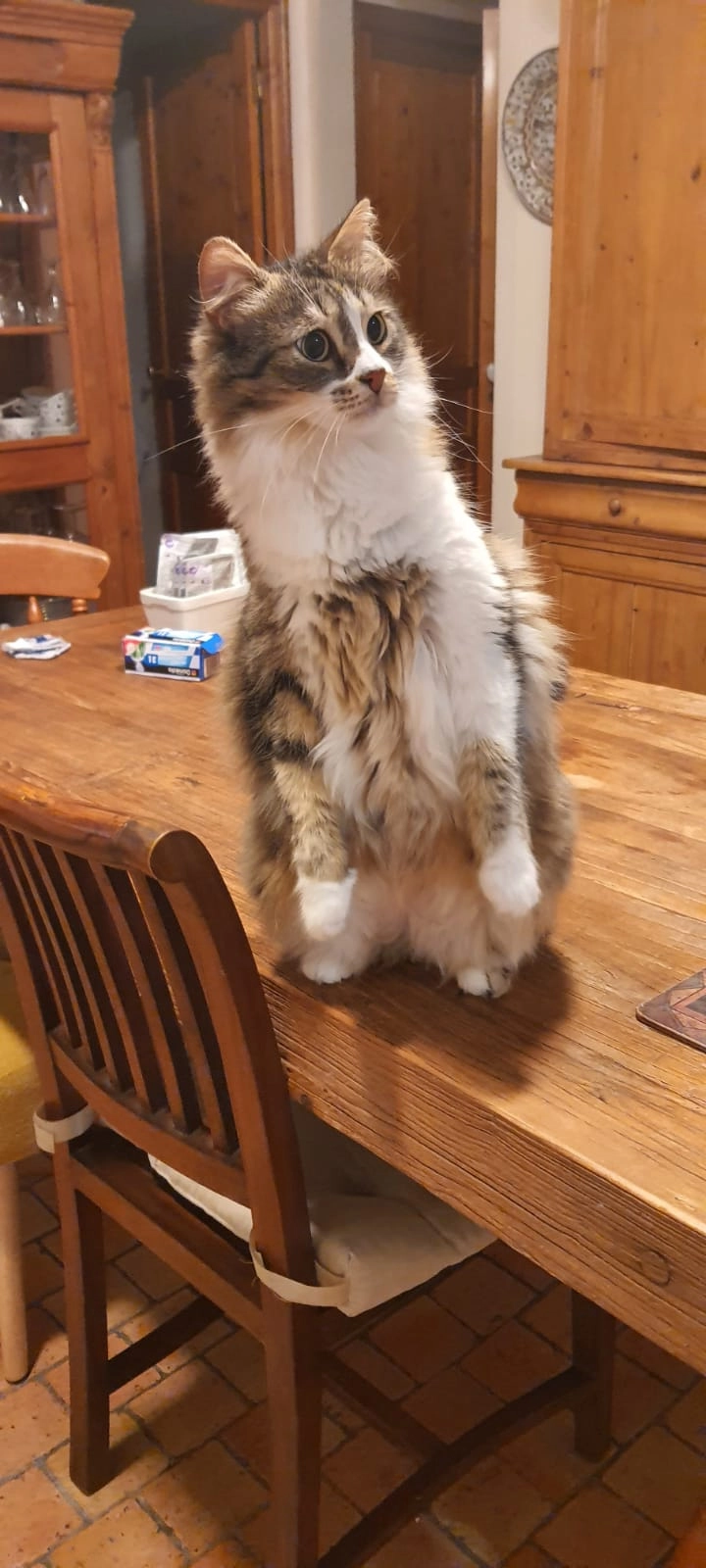 Pillow - Place Henri IV, Rouen