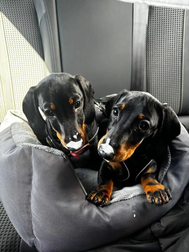 Ronnie and Ryder - Primrose Hill, Blackburn