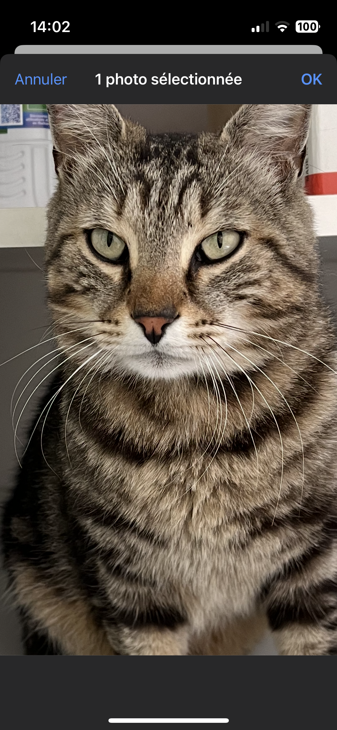 Albus  - Rue de la Bascule, Parcé