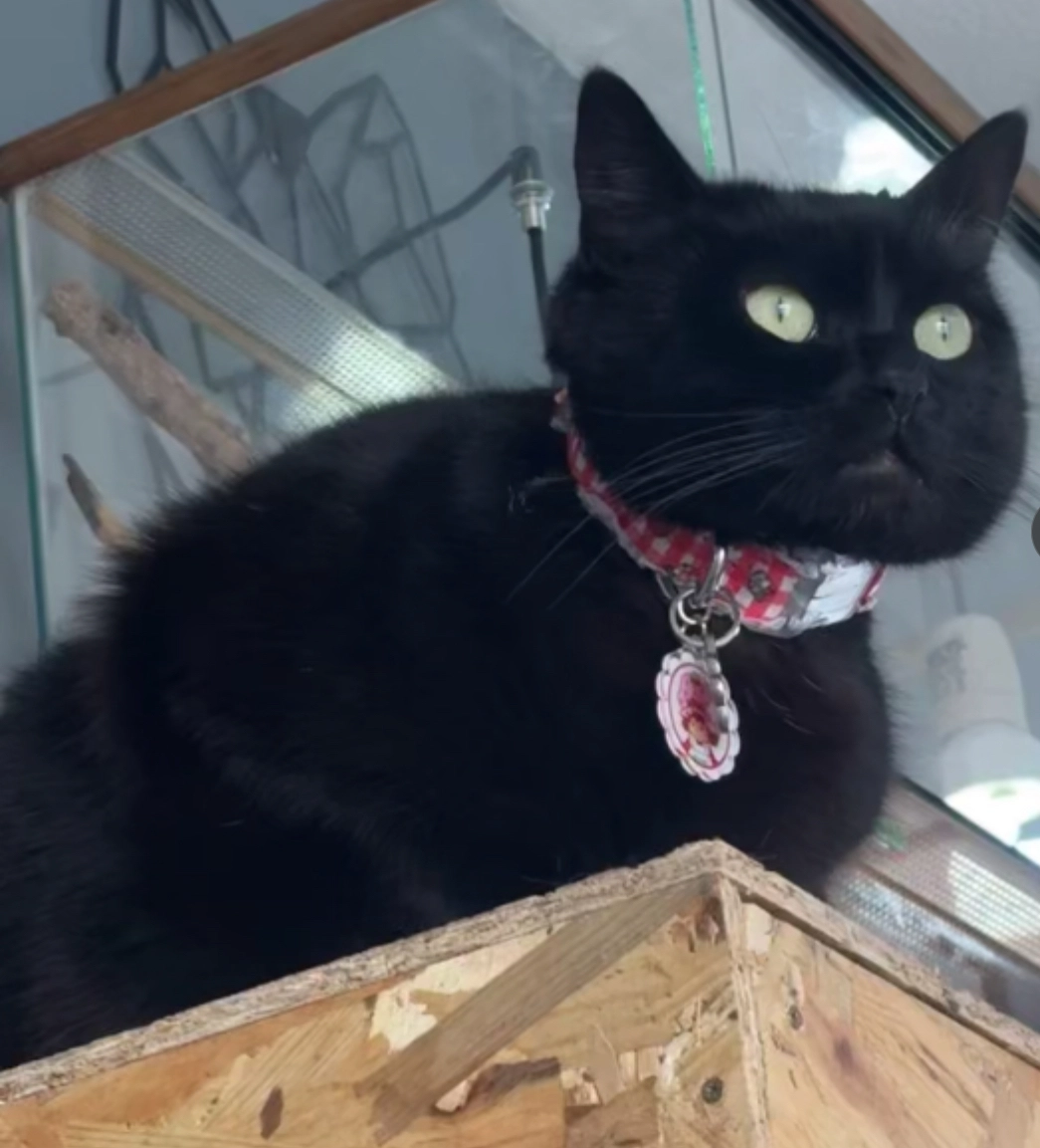 Twixe - Avenue Salvador Allende, Liévin