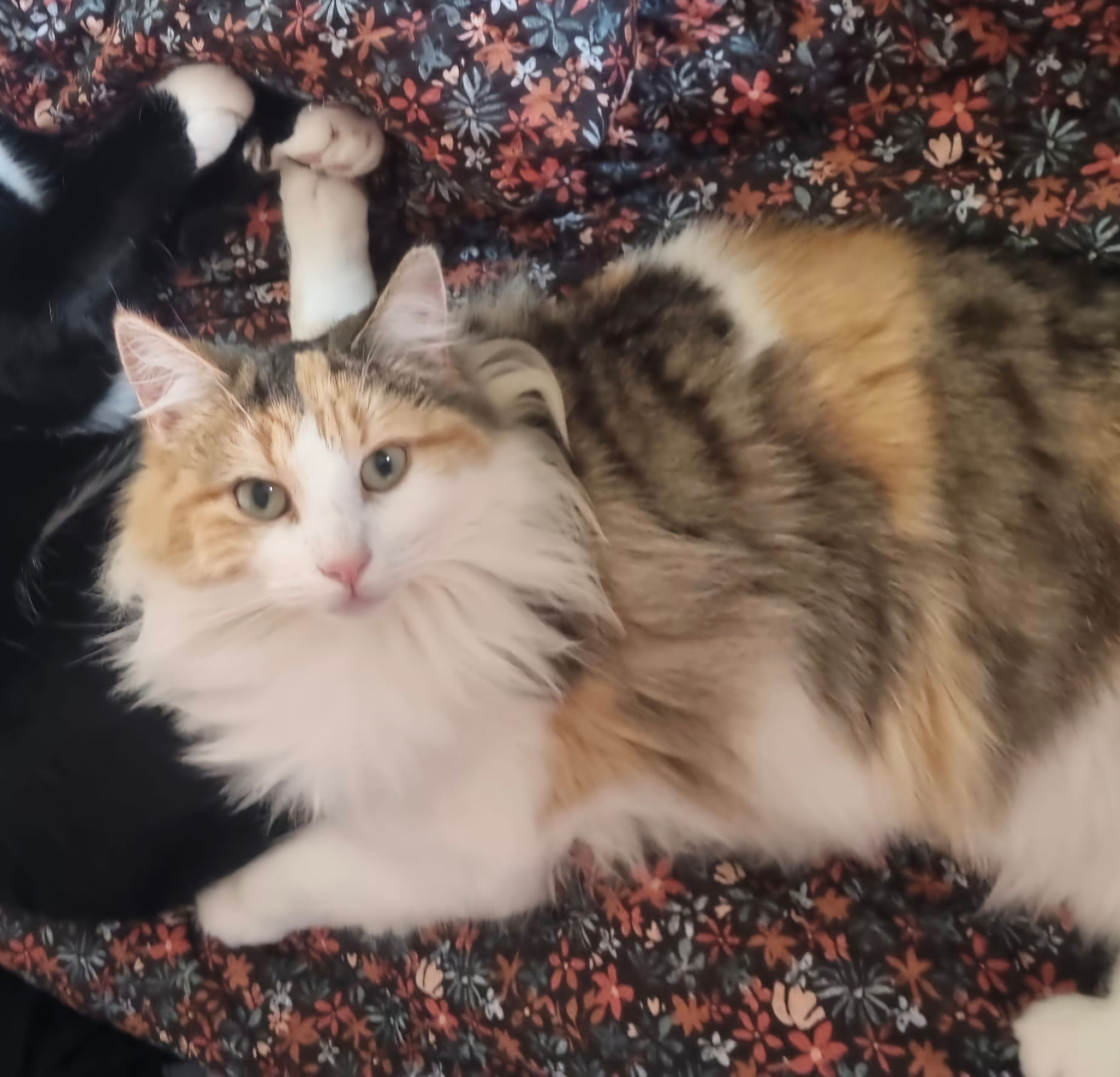 Ripley - Blackwell Road, Winchester