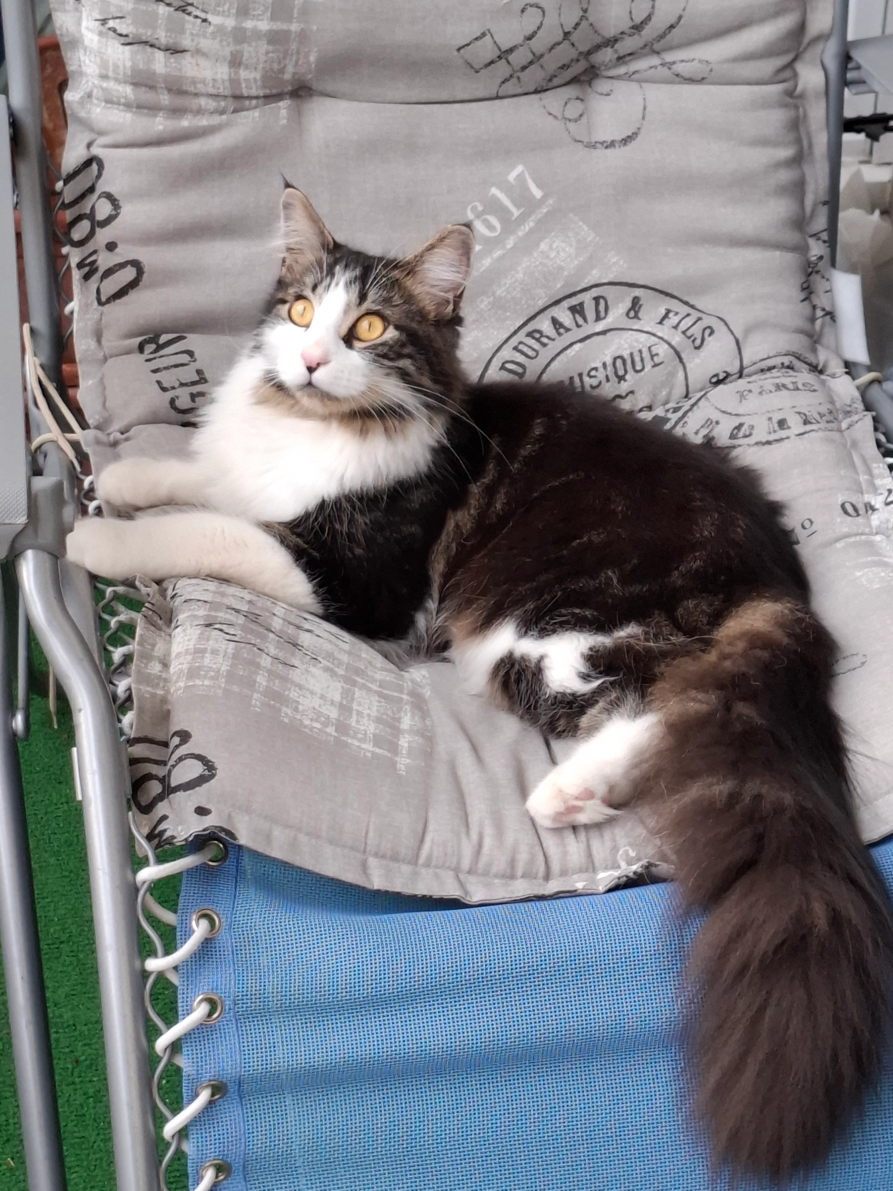 Arween - Rue Marie Marvingt, Metz