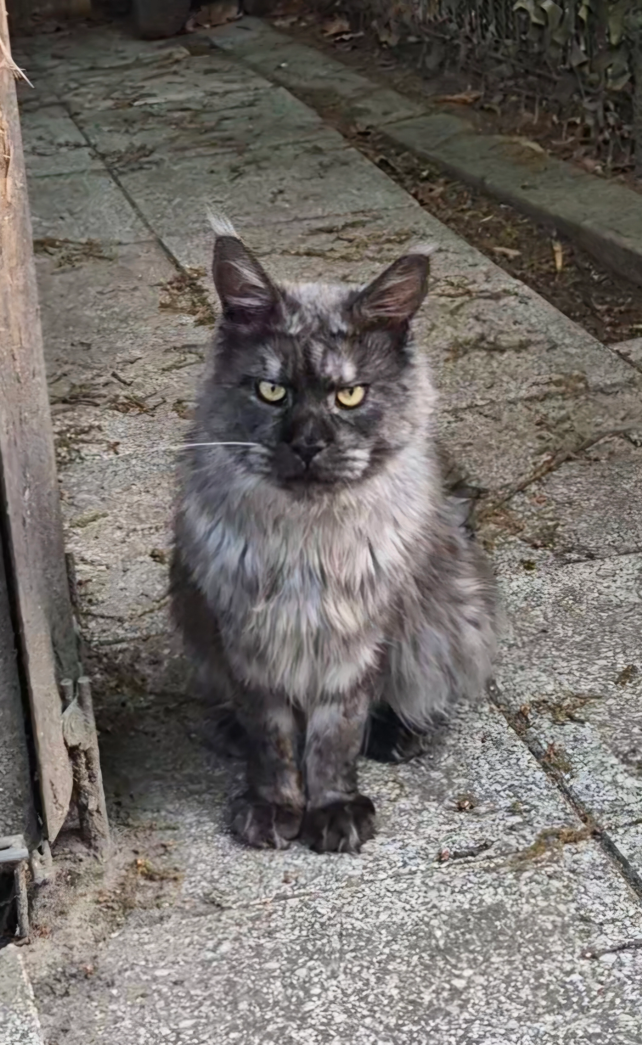 Smocky - Sportplatzweg 7, Zossen