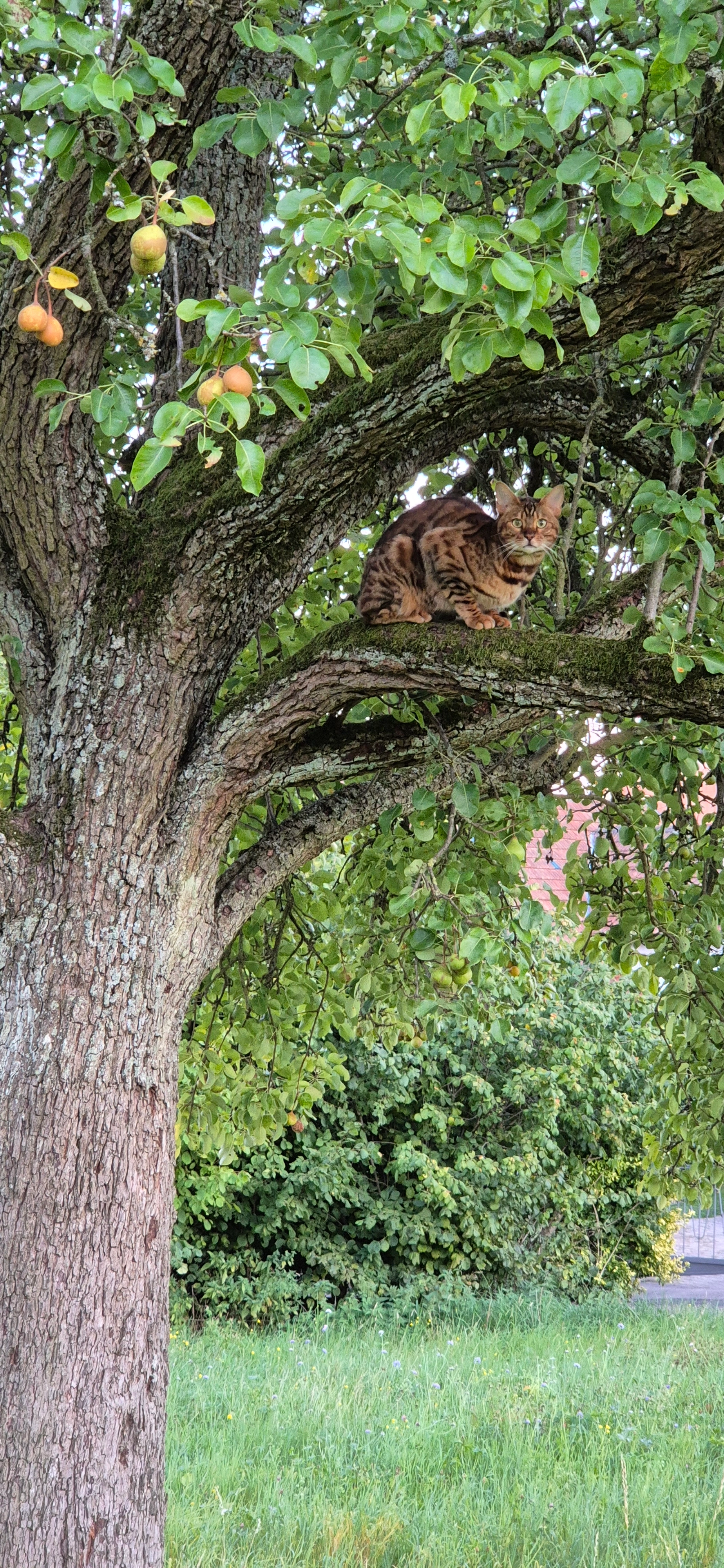 Leo - Eppinger Straße, Bretten