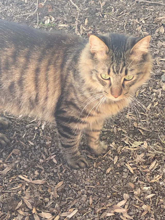 Tommy - 90 Billington Ln, Windsor