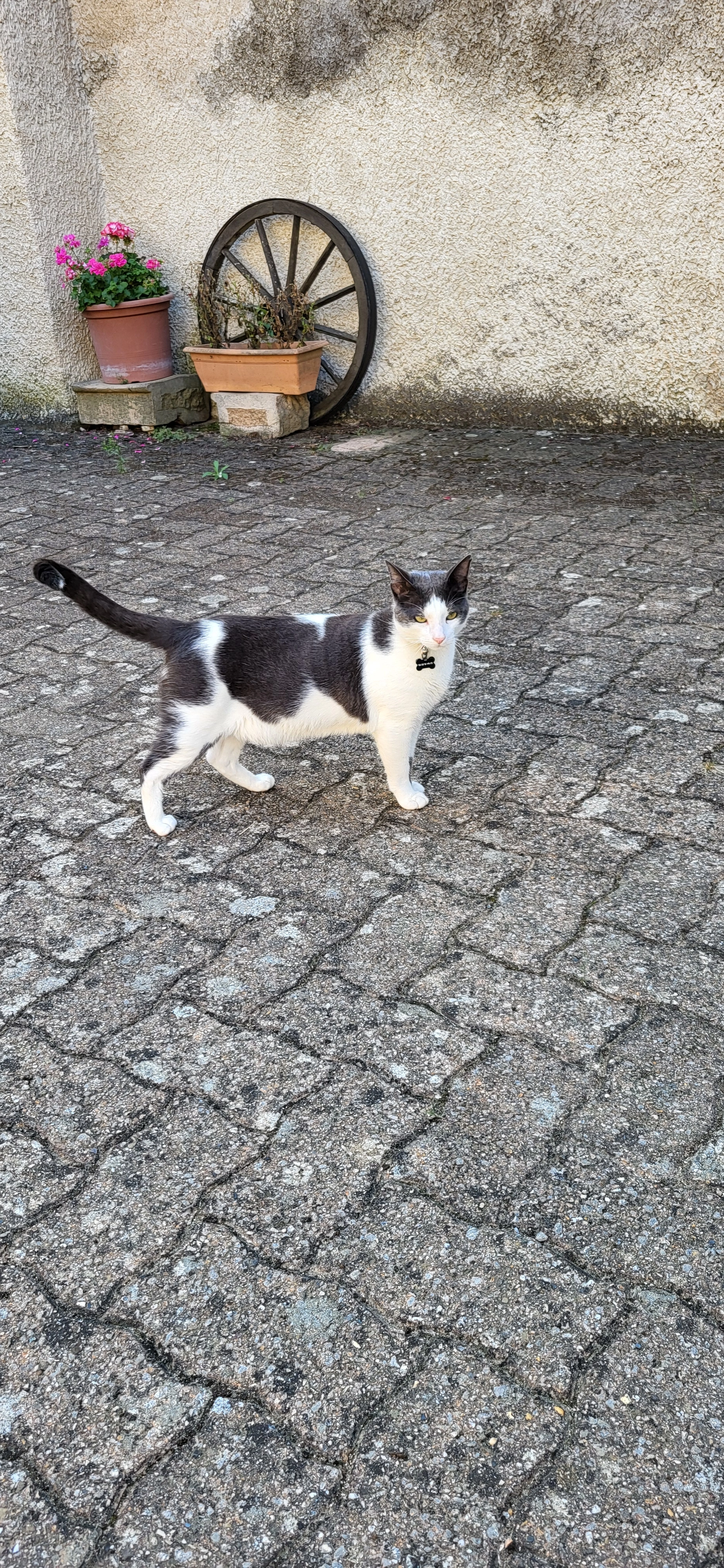 PINPIN - Rue du Professeur André Perrin, Sathonay-Village