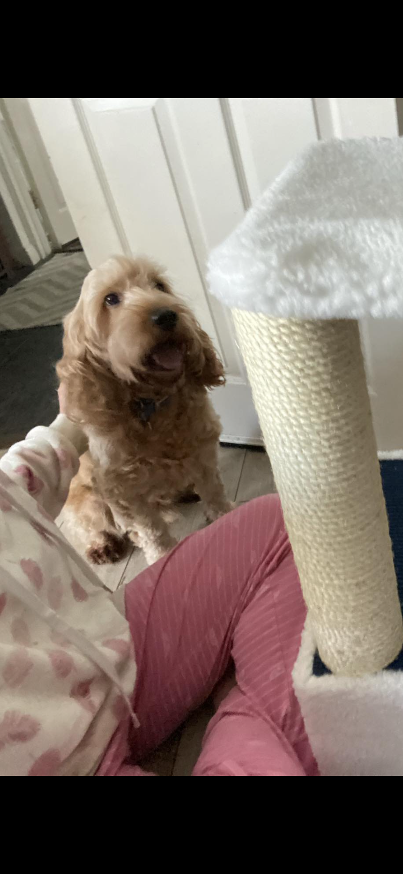 Leon - Kilrush Road, Ennis