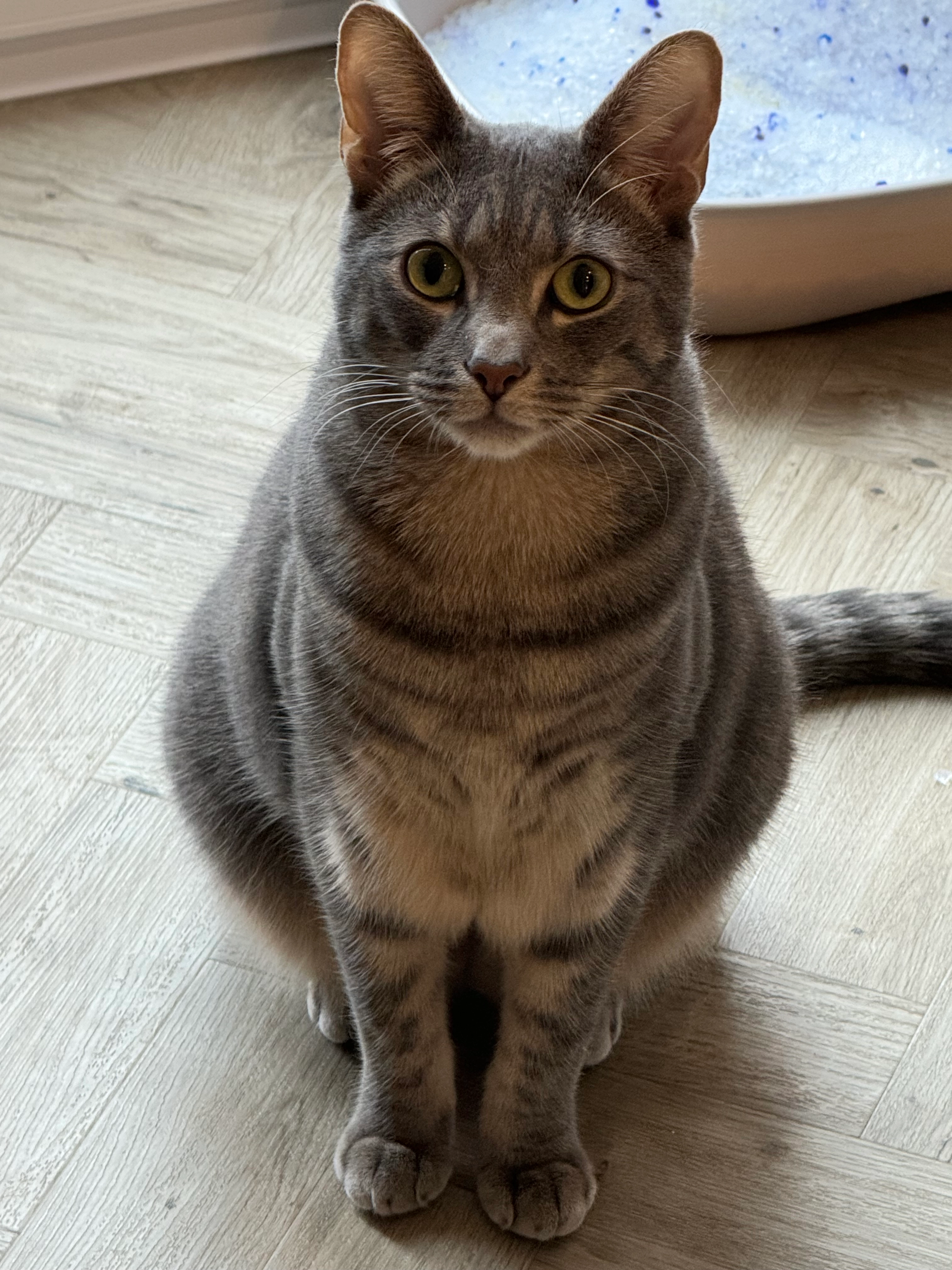 Charlie  - Rydal Close, Saltburn-by-the-Sea