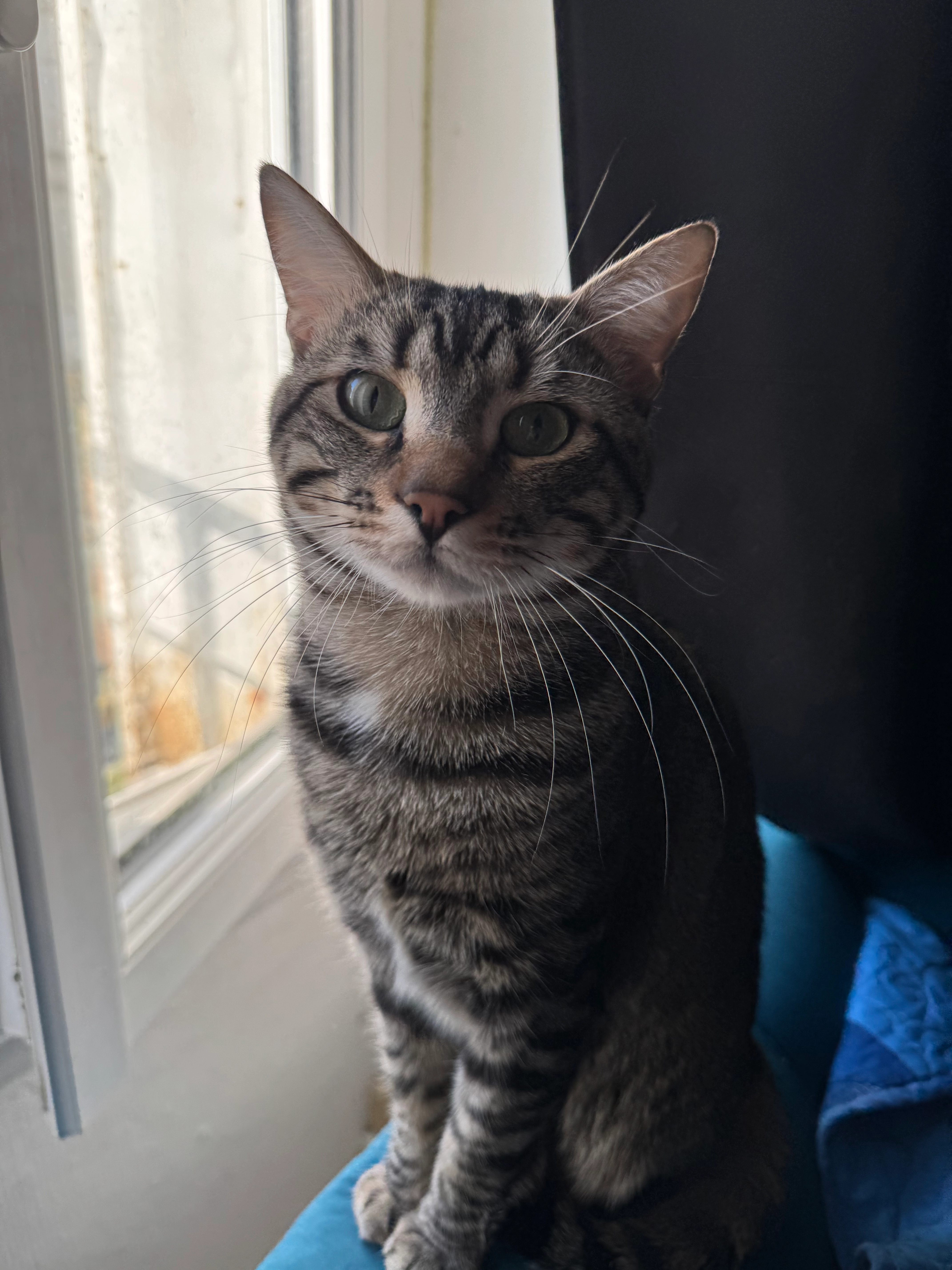 Eden - Rue de la République, Fontenay-le-Comte