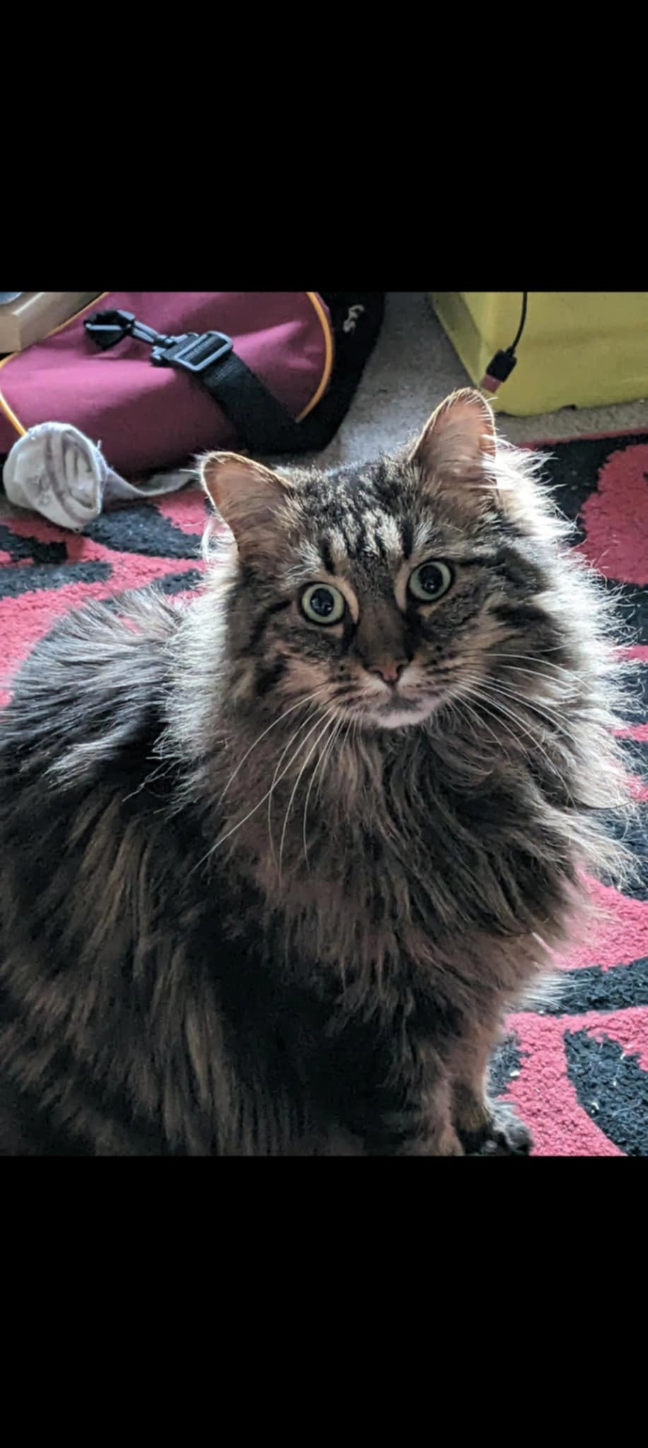 Imogen (Immy)  - Provost Graham Avenue, Aberdeen