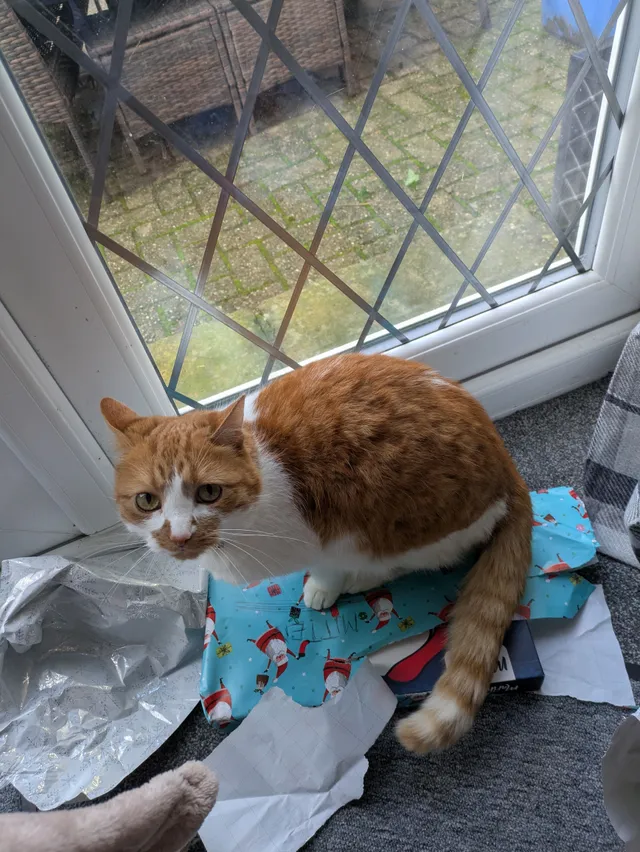 Maisy - Albany Road, Stoke-on-Trent