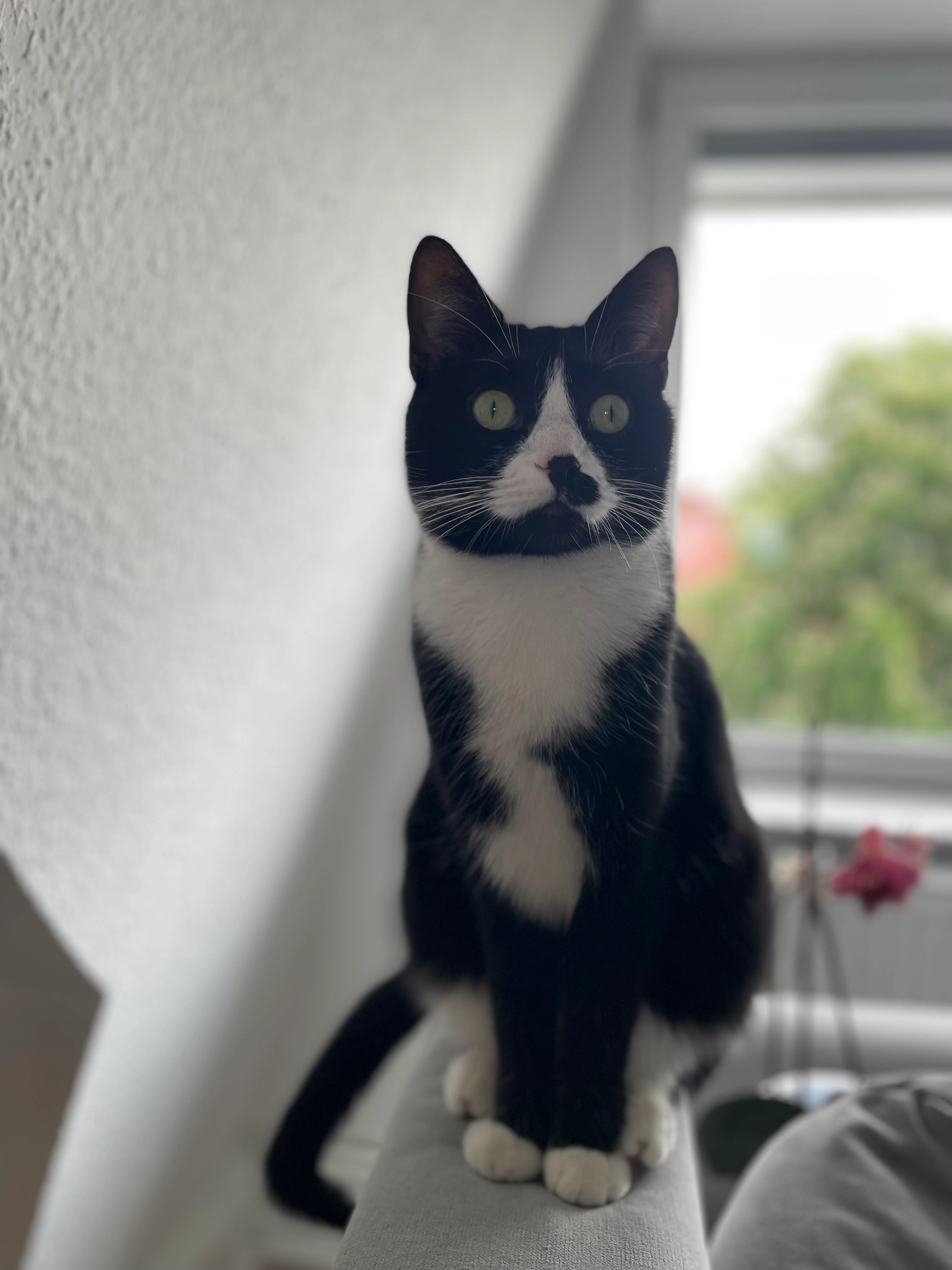 Charly - Sternenstraße 19, Leipzig