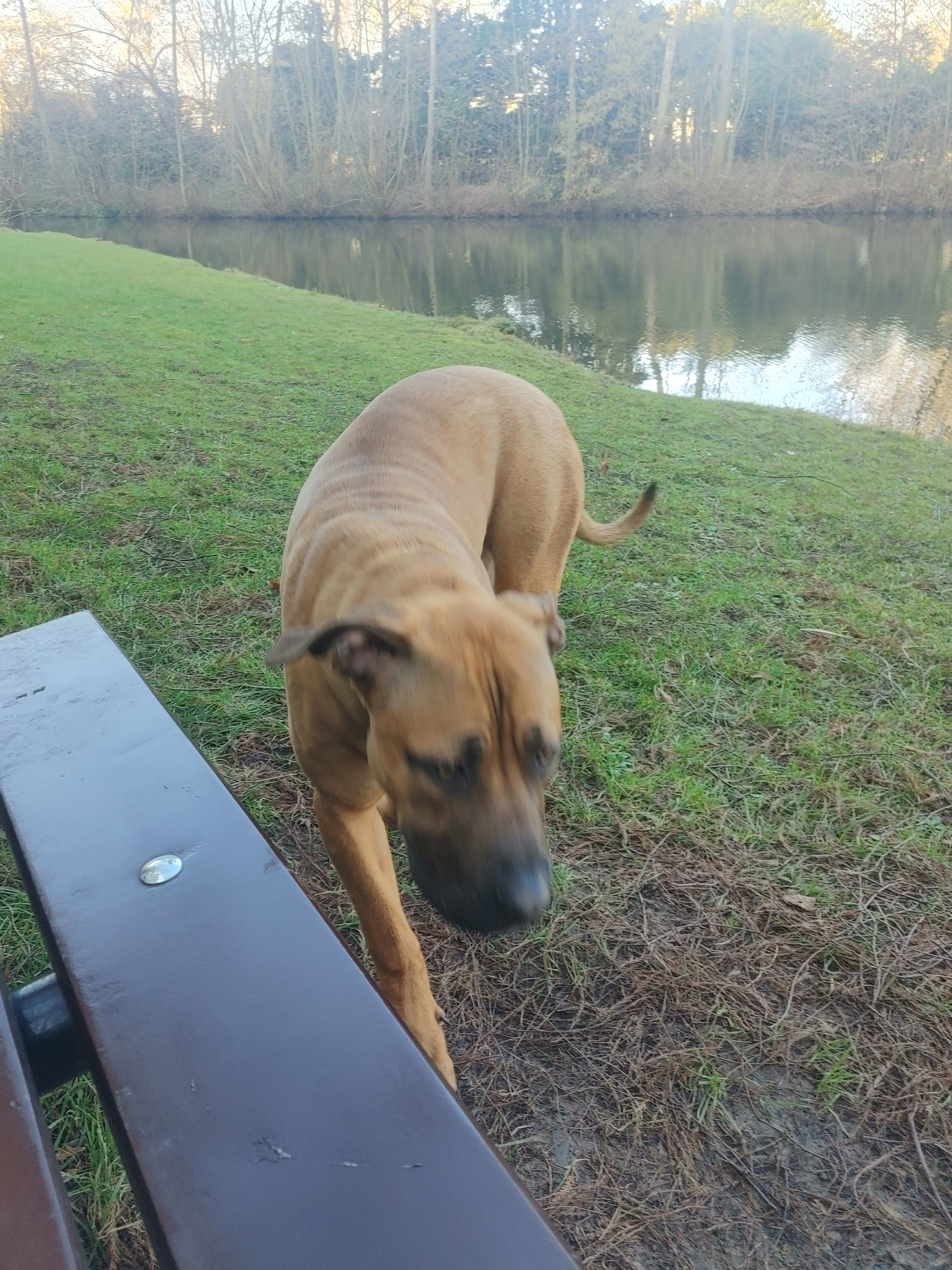 Nala - Rembrandtlaan, Dordrecht