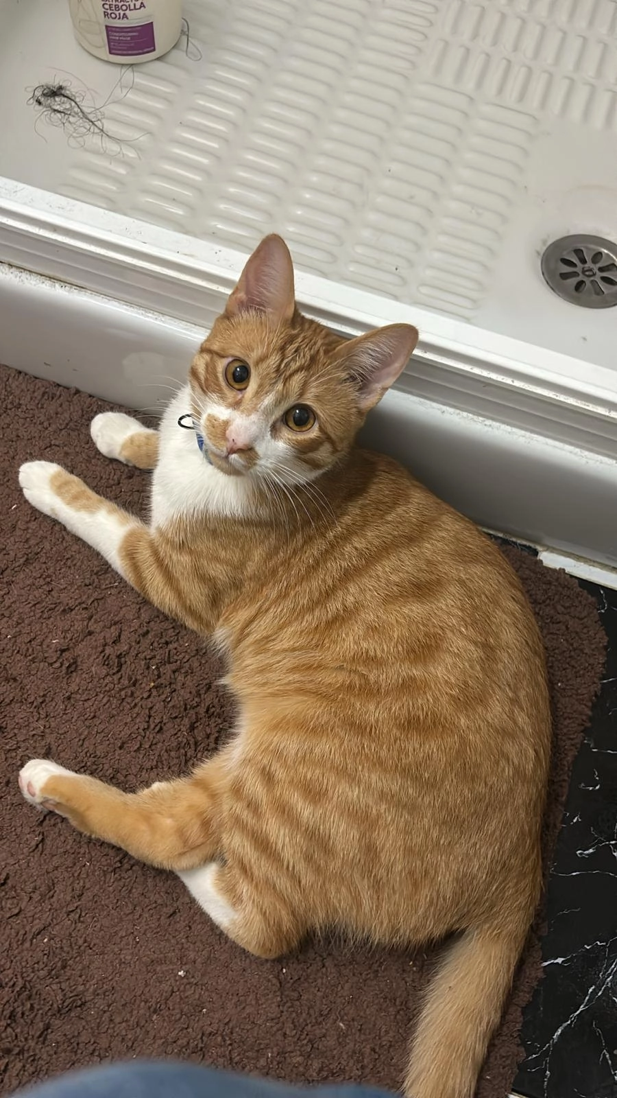 Mimo - Avenida De La Constitución, Villena