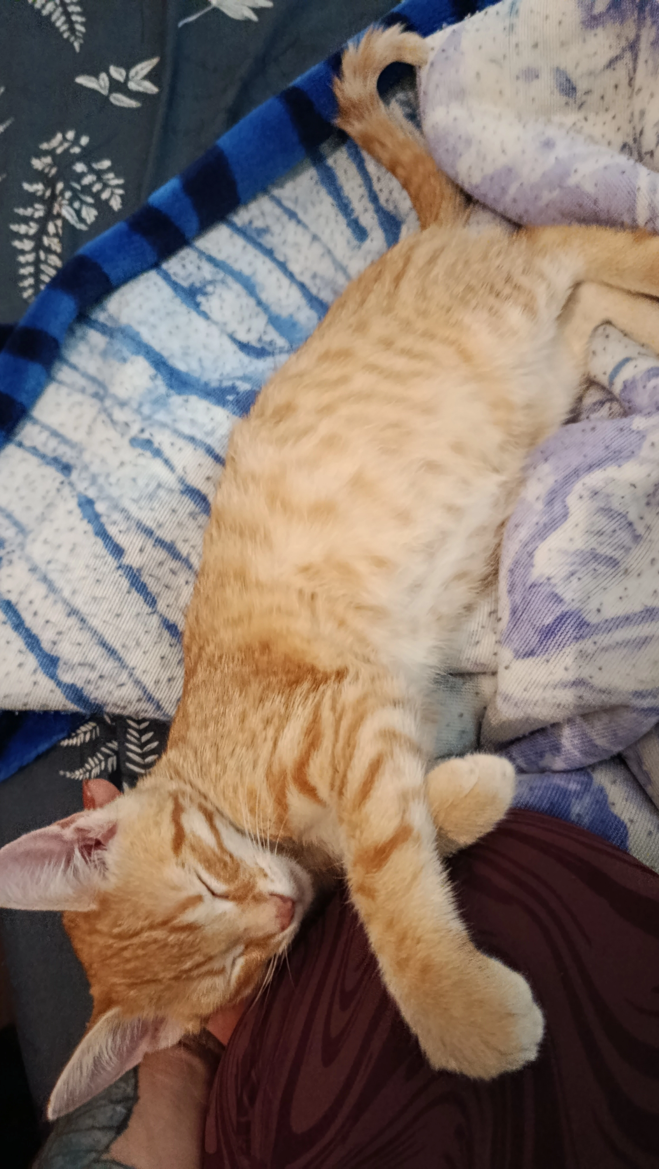 Sunny - Helletzgruberstraße, Linz