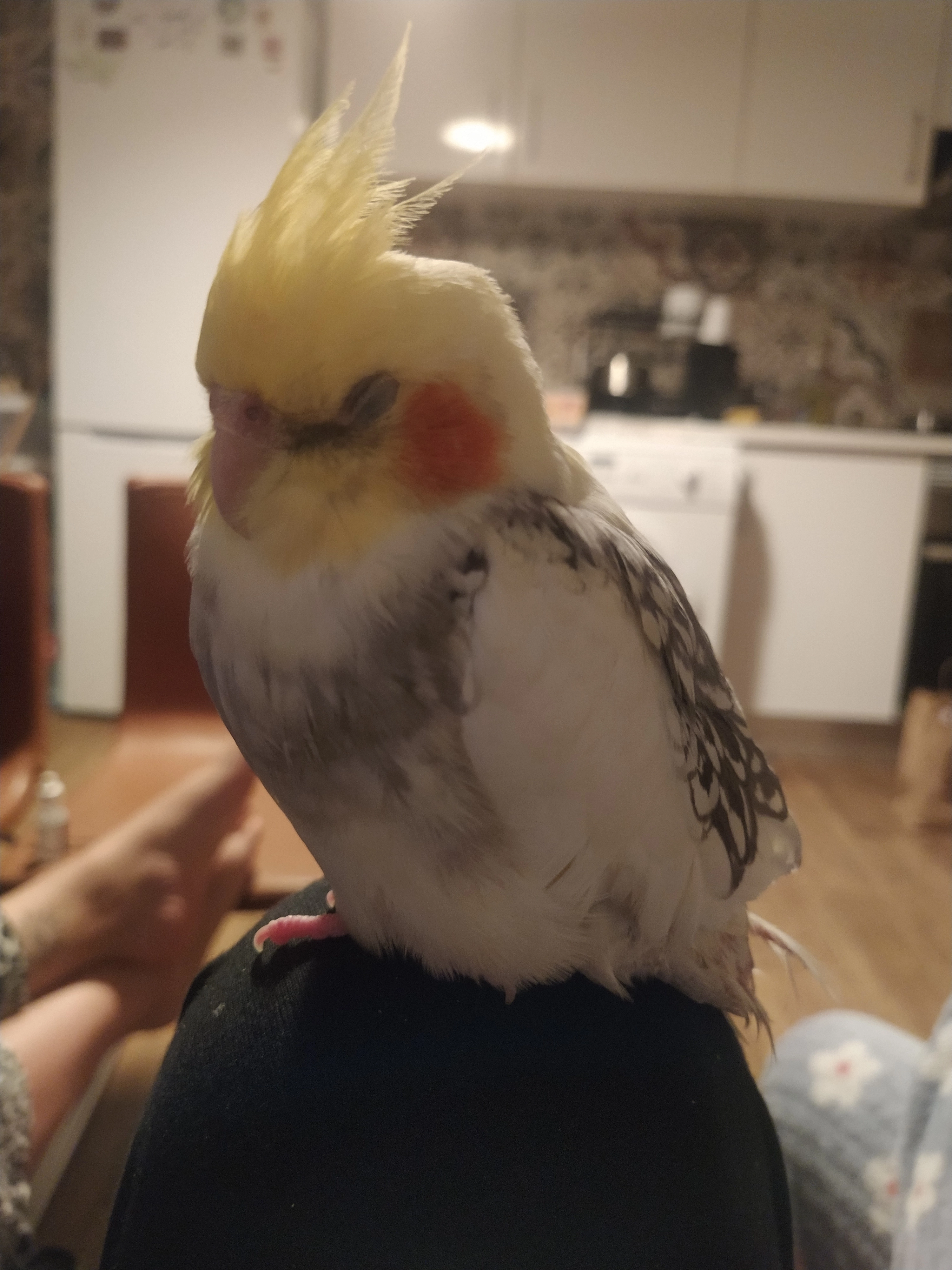 José Francisco (Pepe Pancho) - Rua Das Nobres, Évora