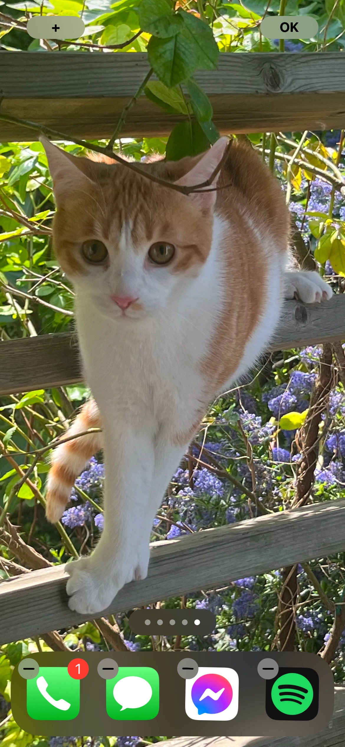 Safran - Chemin du Peintre Ricois, Mareil-Marly