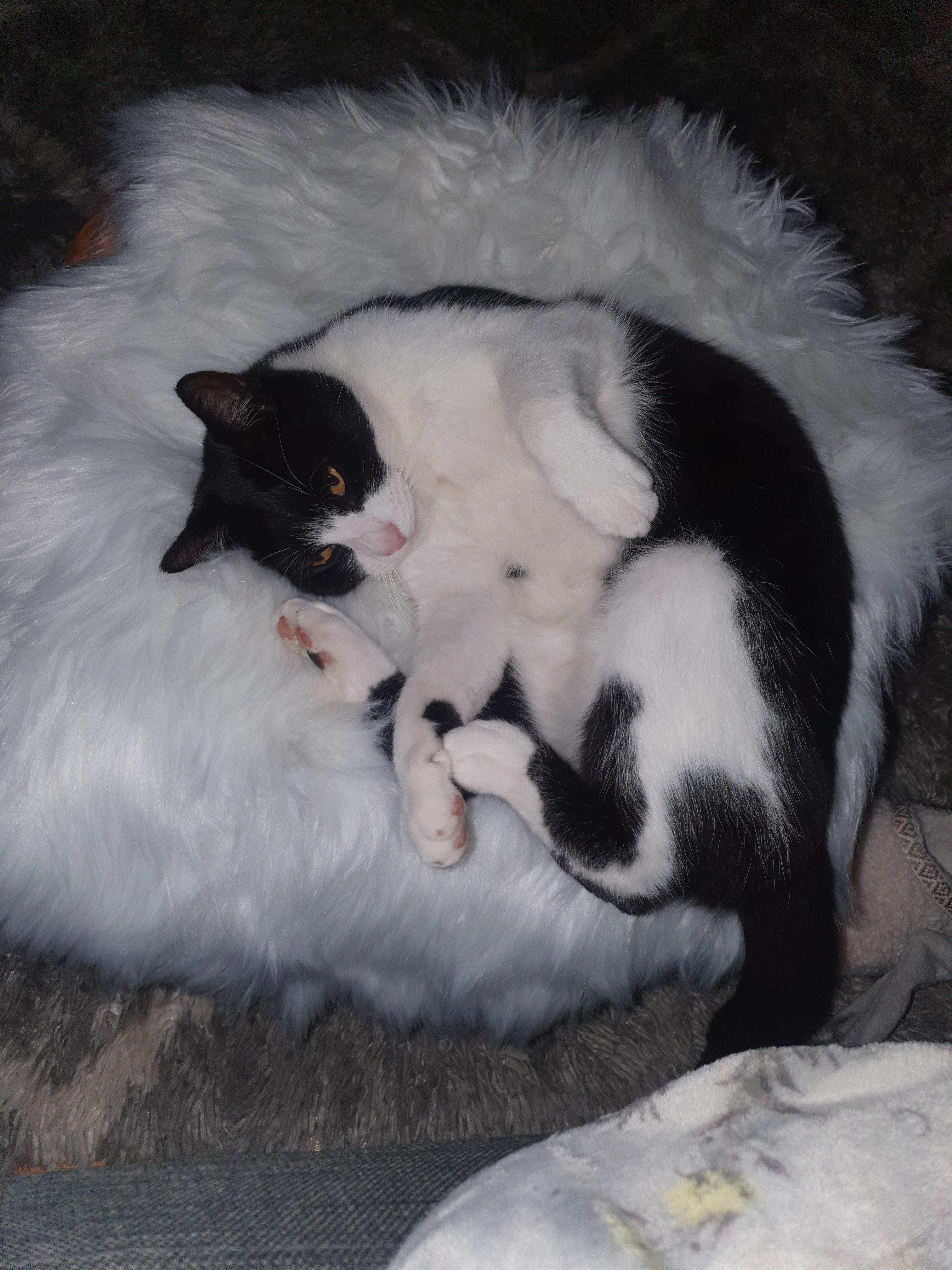 Randal - SA61 1, Haverfordwest