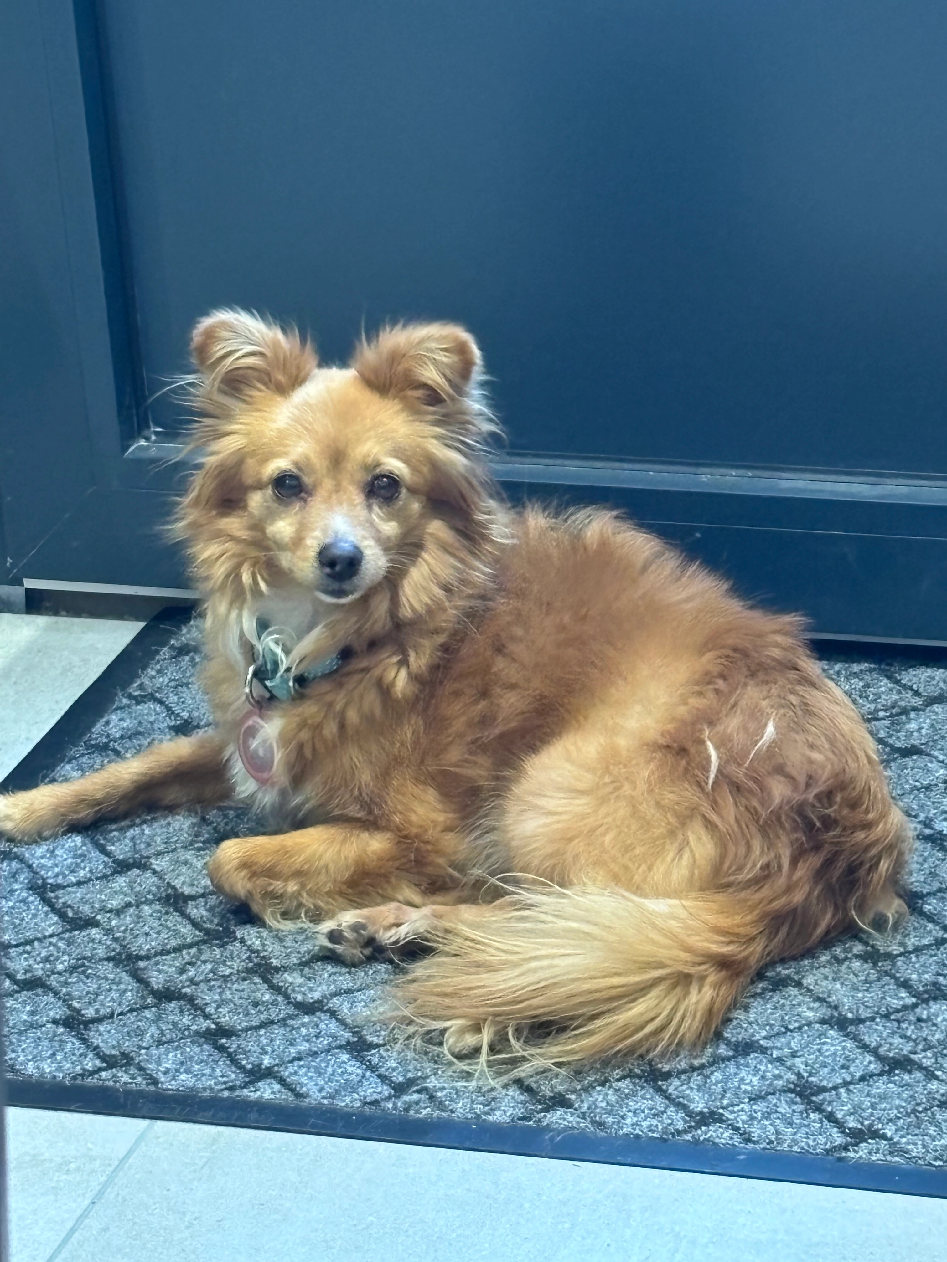 Lili - Avenue Paul Langevin, Aulnay-sous-Bois