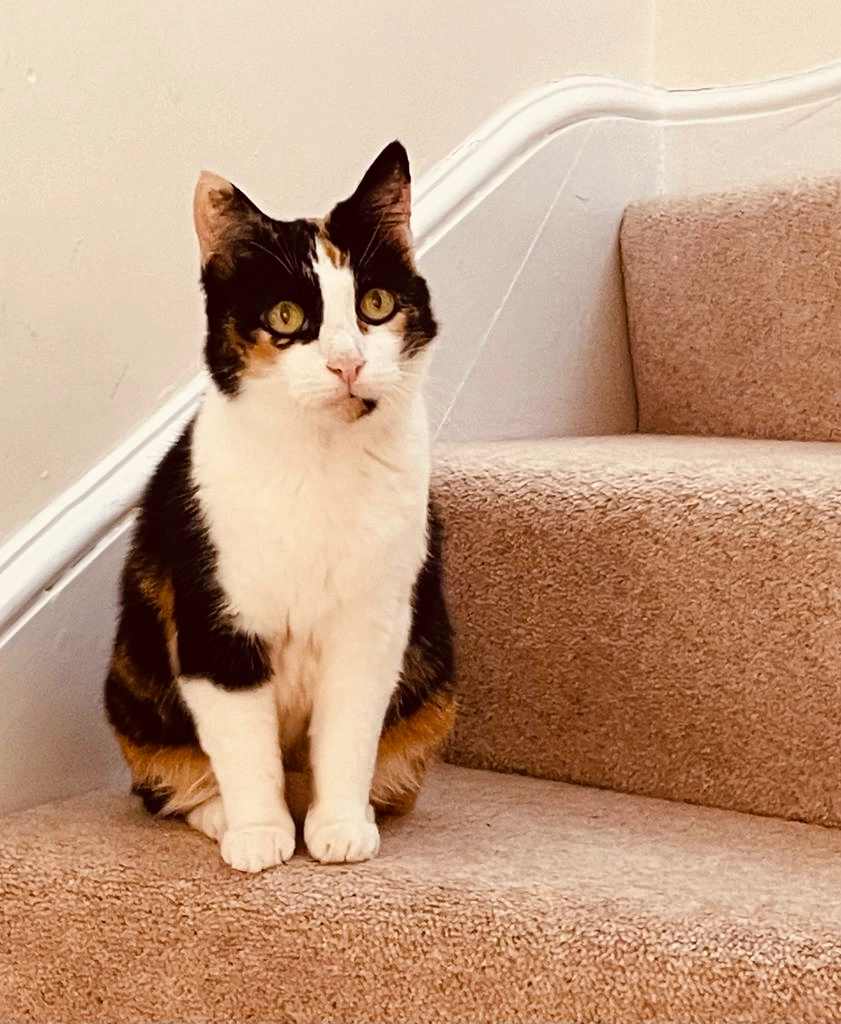 Robin - Musker Place, Papworth Everard, Cambridge 