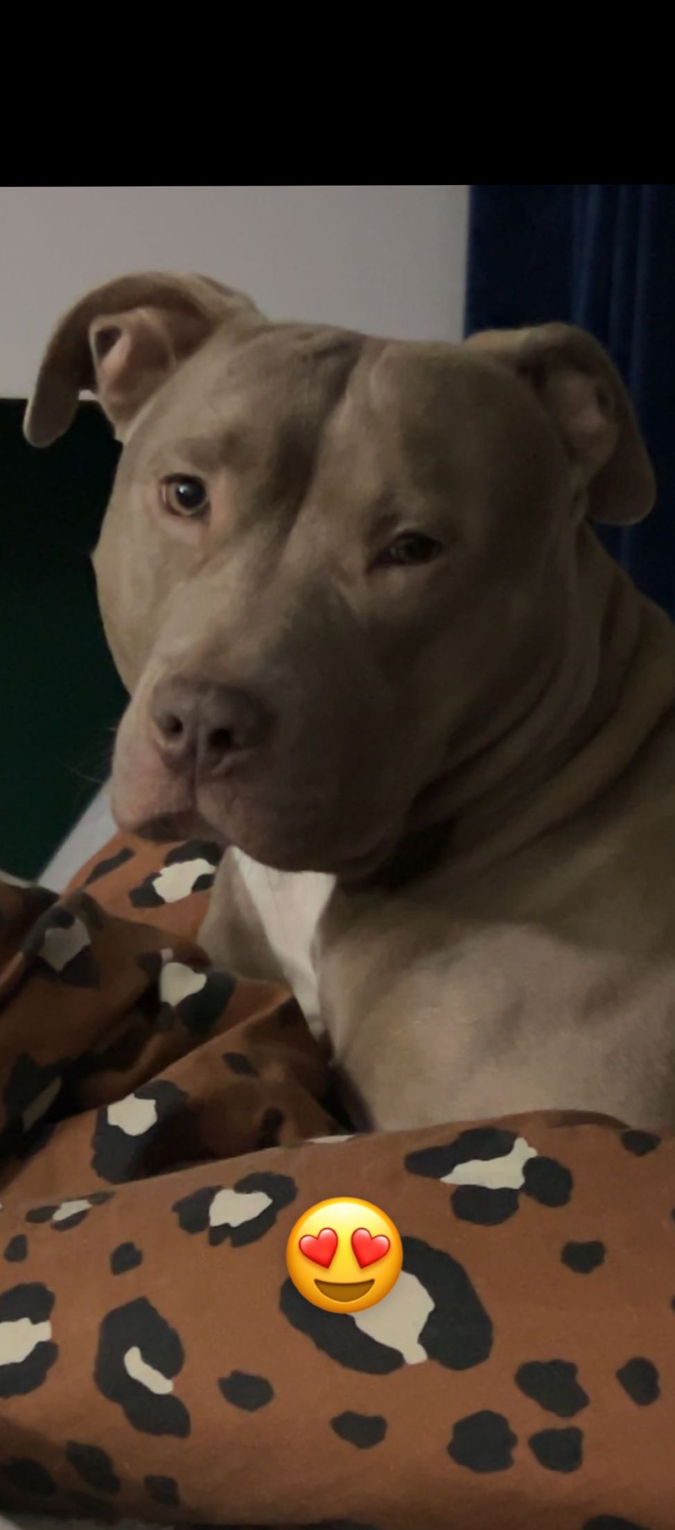 Bailey - Goudsbloem, Rhoon