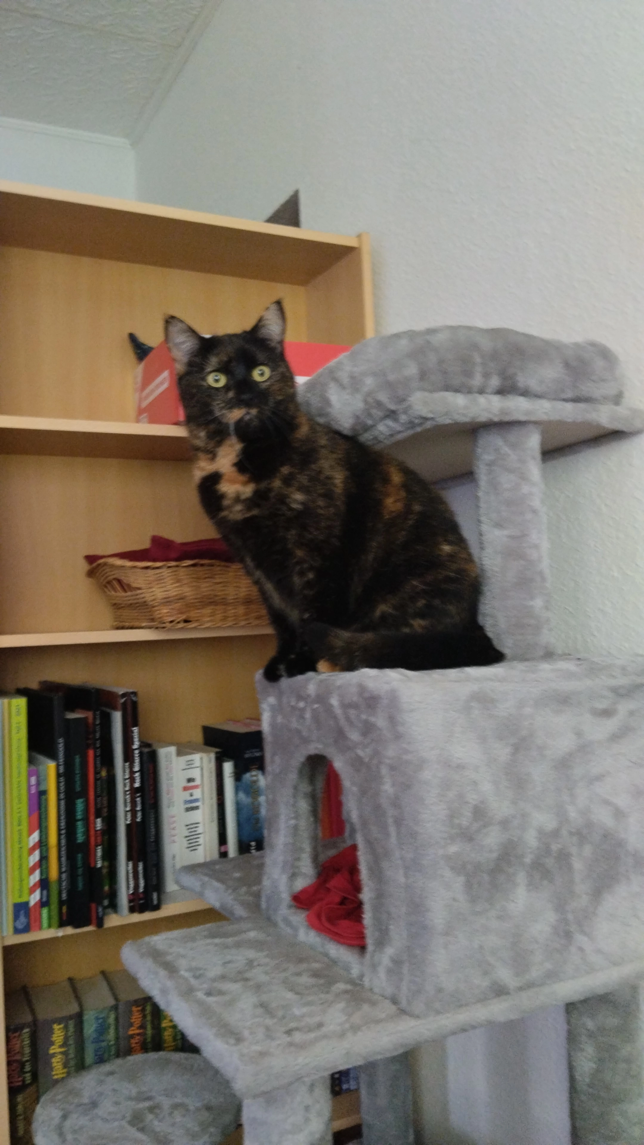 Bailey - Oppelstraße, Freital