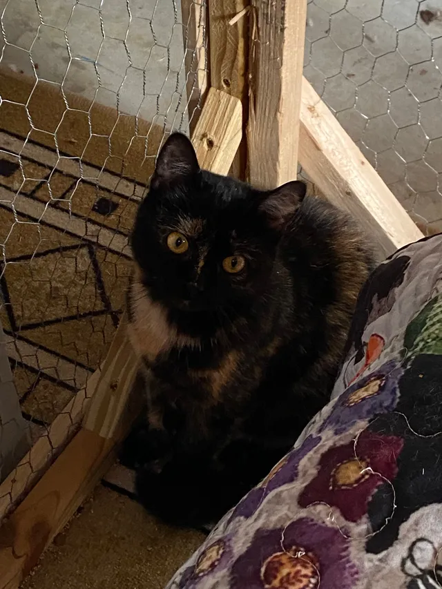 Missing Cat - Horsepond Rd, Dover