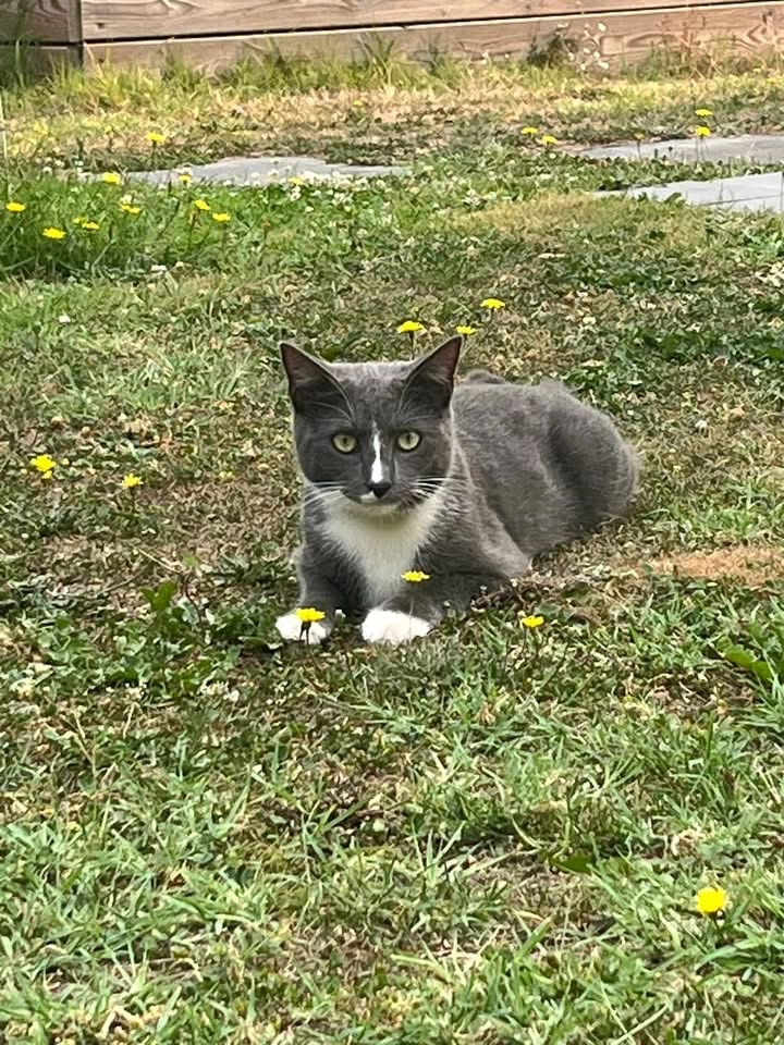 Willo - Rue des Grouettes, Le Gué-de-Longroi