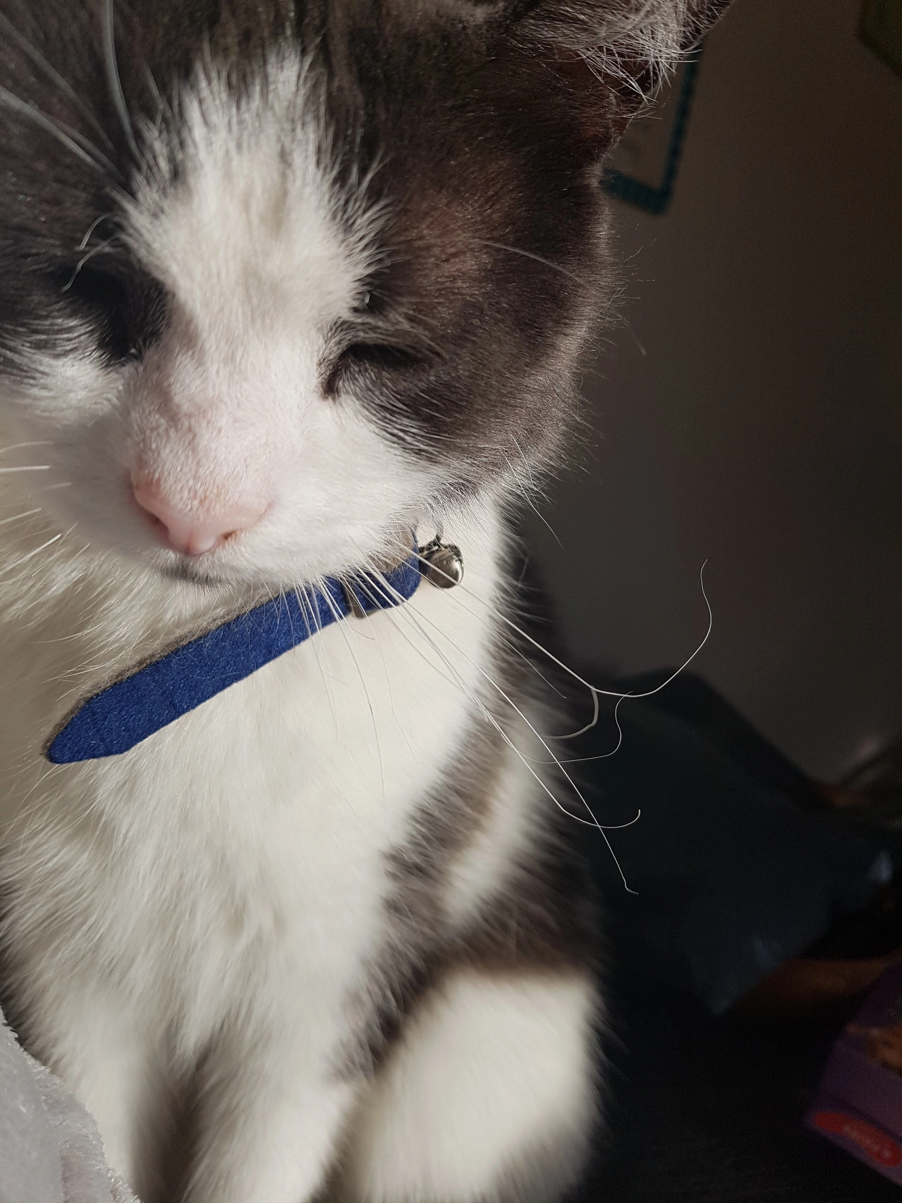 Elliott - 41 Berthglyd, Abergele