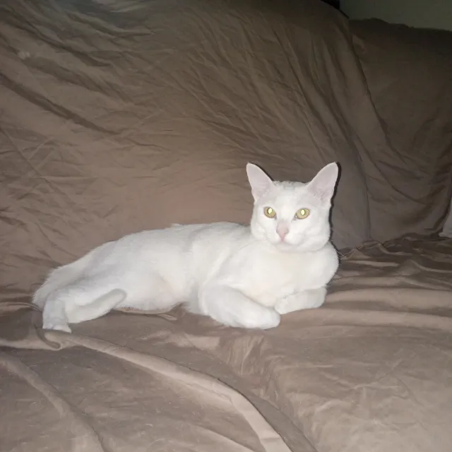 Fishy kitty - Aster Street, Escondido