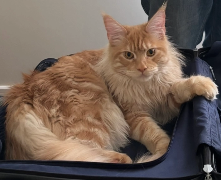 Neville - Britannia Way, Norwich