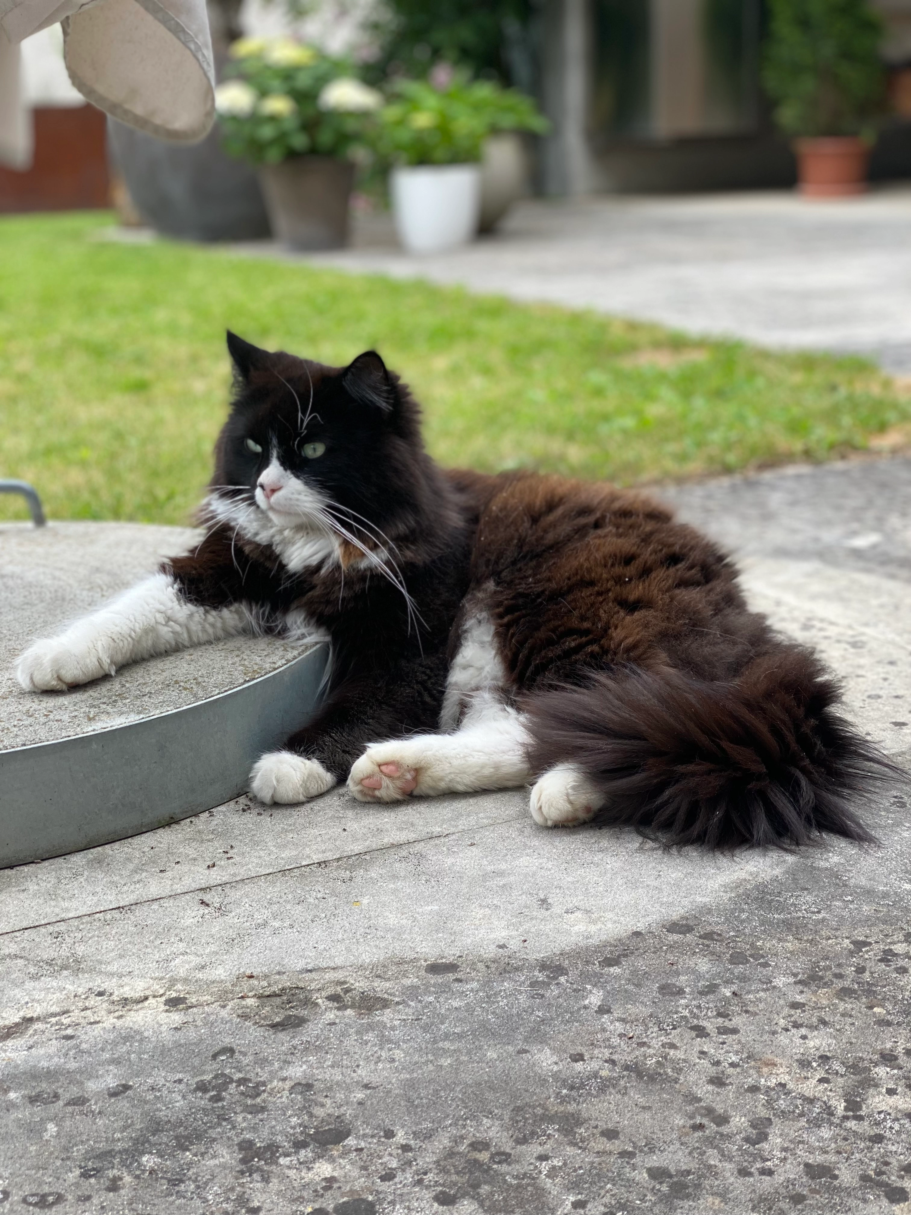 Pipo - Tschuggenstrasse, Chur