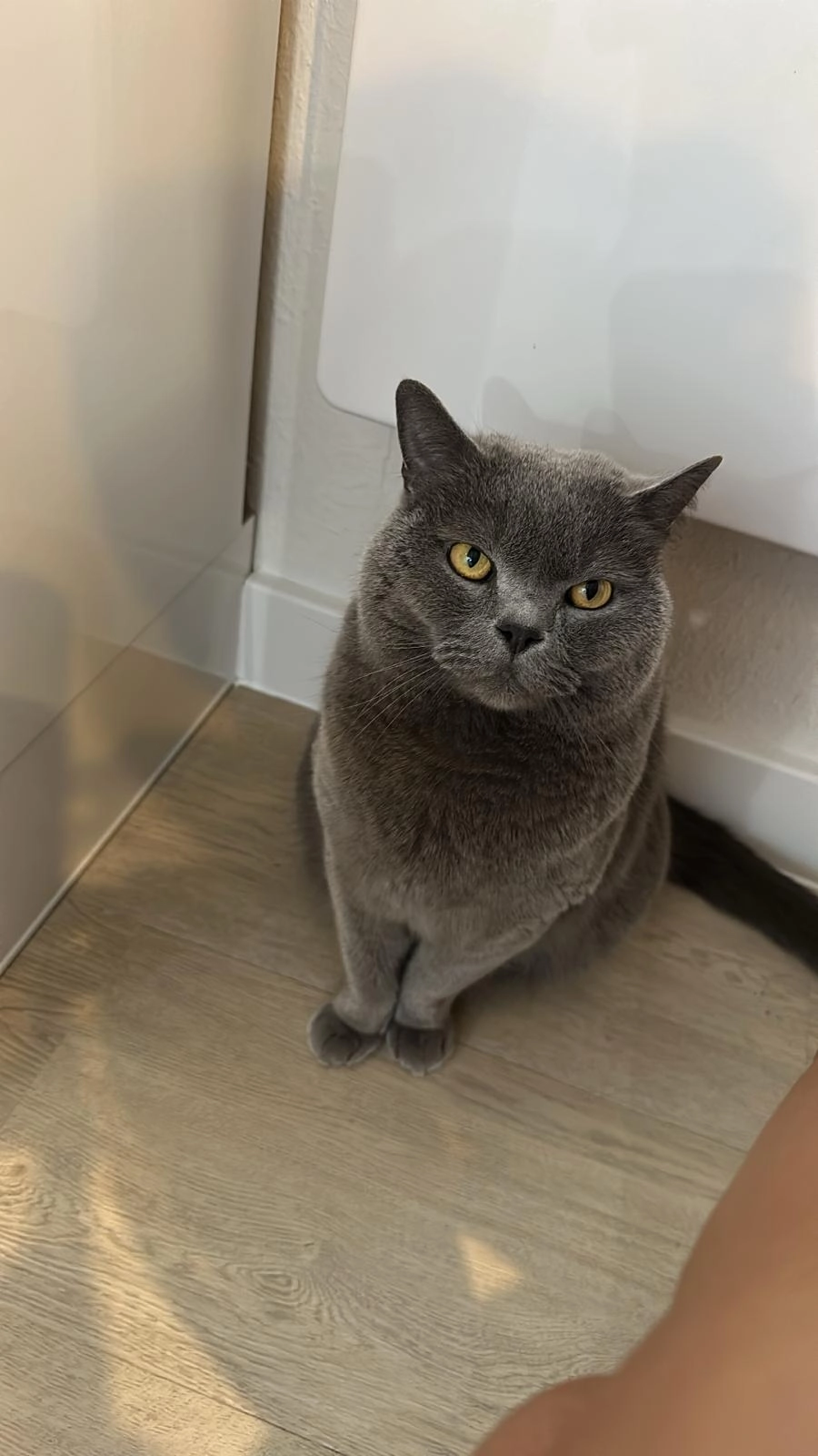 Milo - Hohlgasse, Vogtsburg im Kaiserstuhl