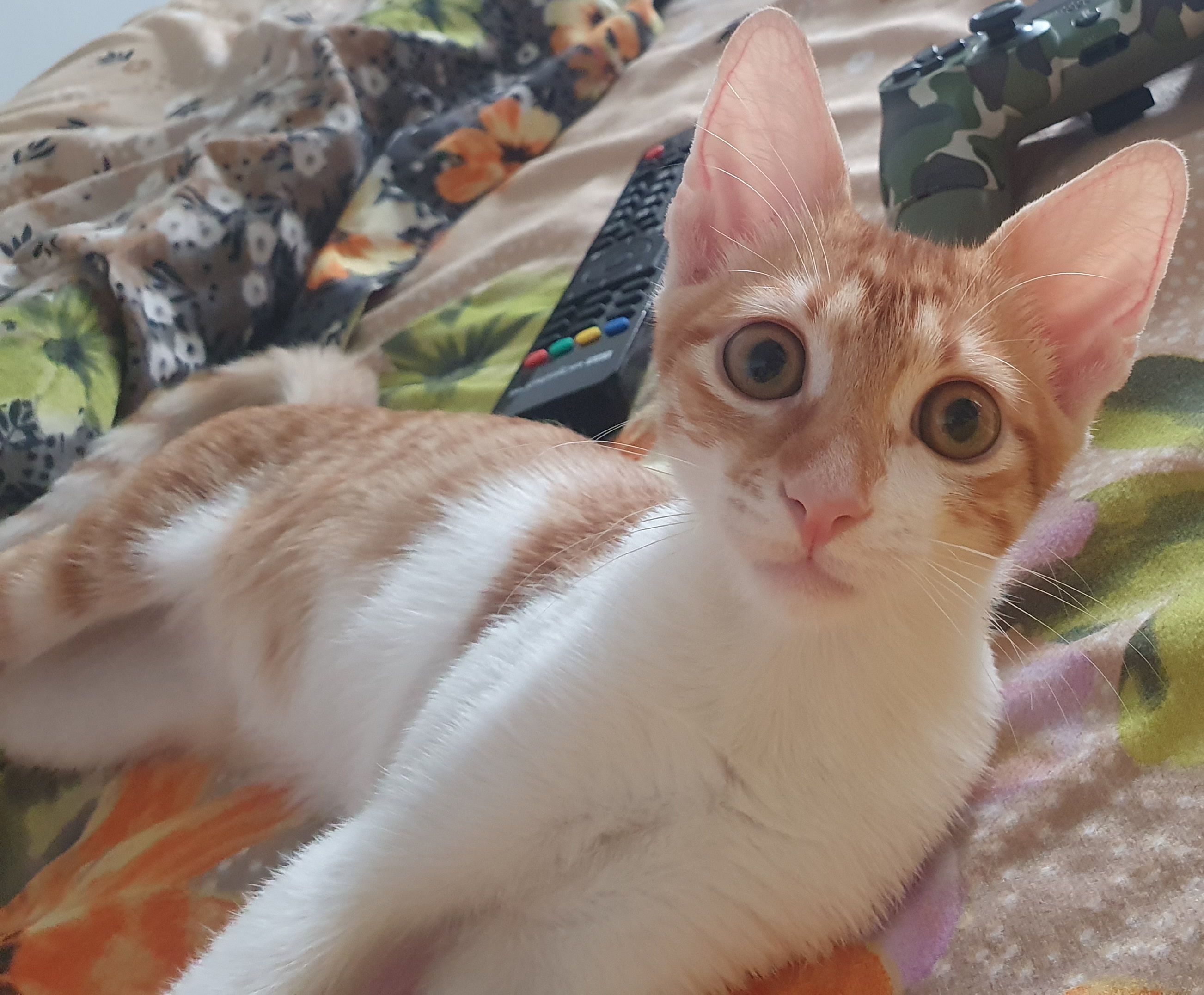 Luna - Calea București, Craiova