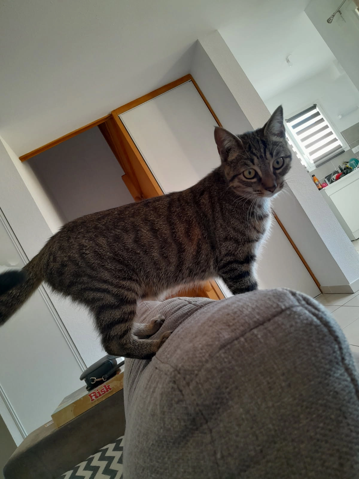 Zelda - Rue Des Vendanges, Trouillas